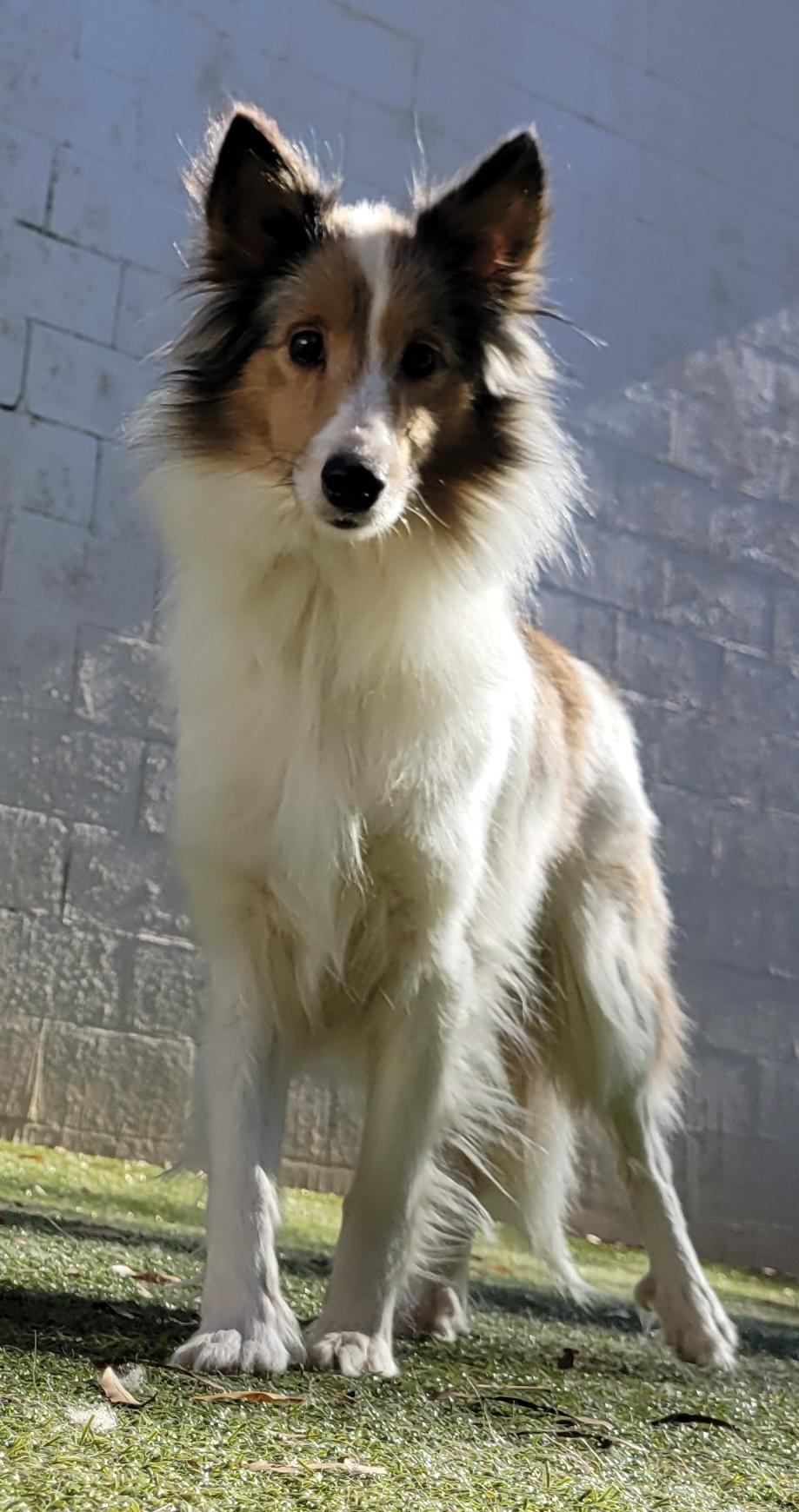 Enlarge Harriet, an adopted mixed breed in Charlotte, NC image 1/1