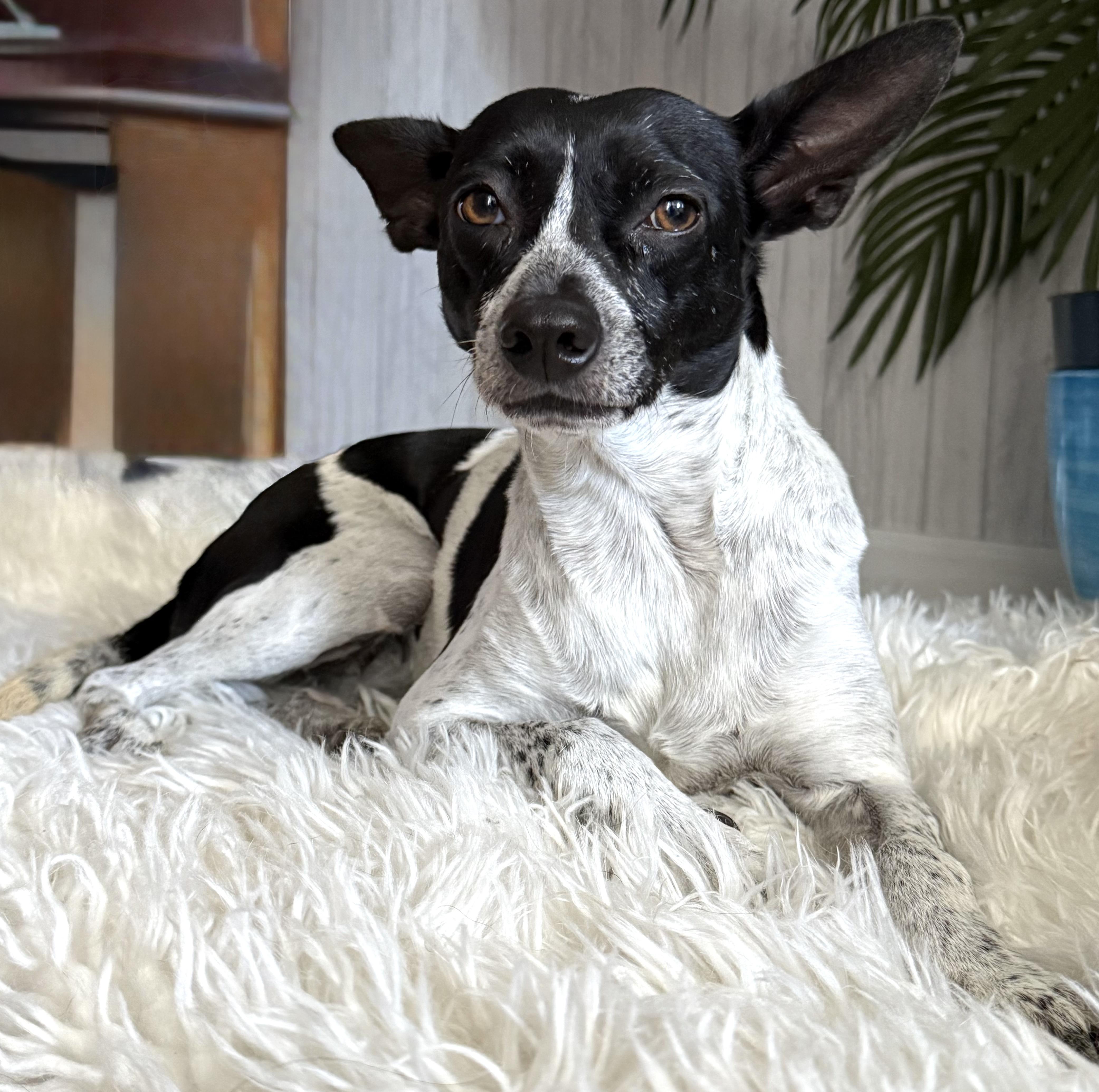 Enlarge Olay, a ADOPTABLE mixed breed in Brooklyn, NY image 5/6