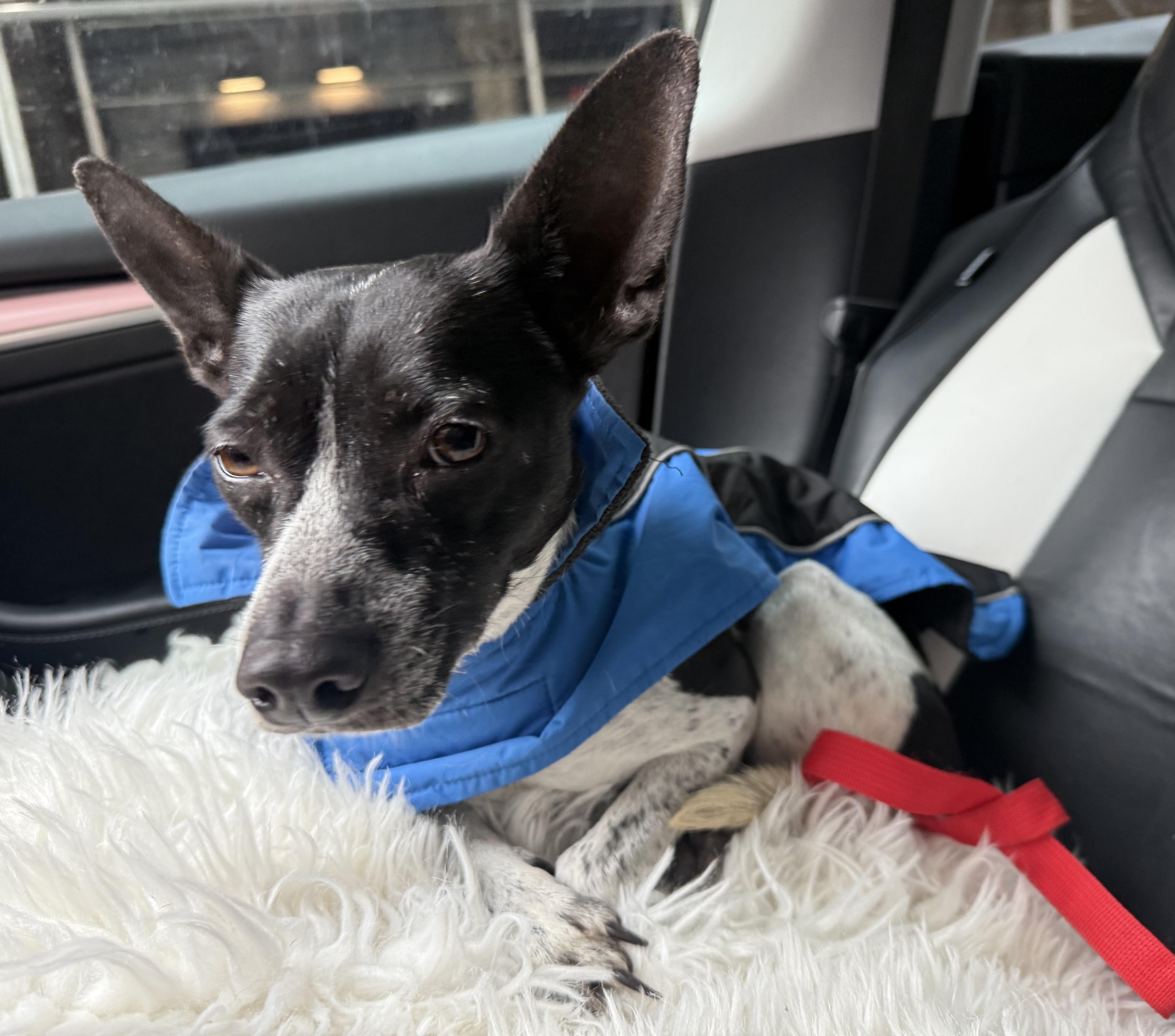 Enlarge Olay, a ADOPTABLE mixed breed in Brooklyn, NY image 3/6