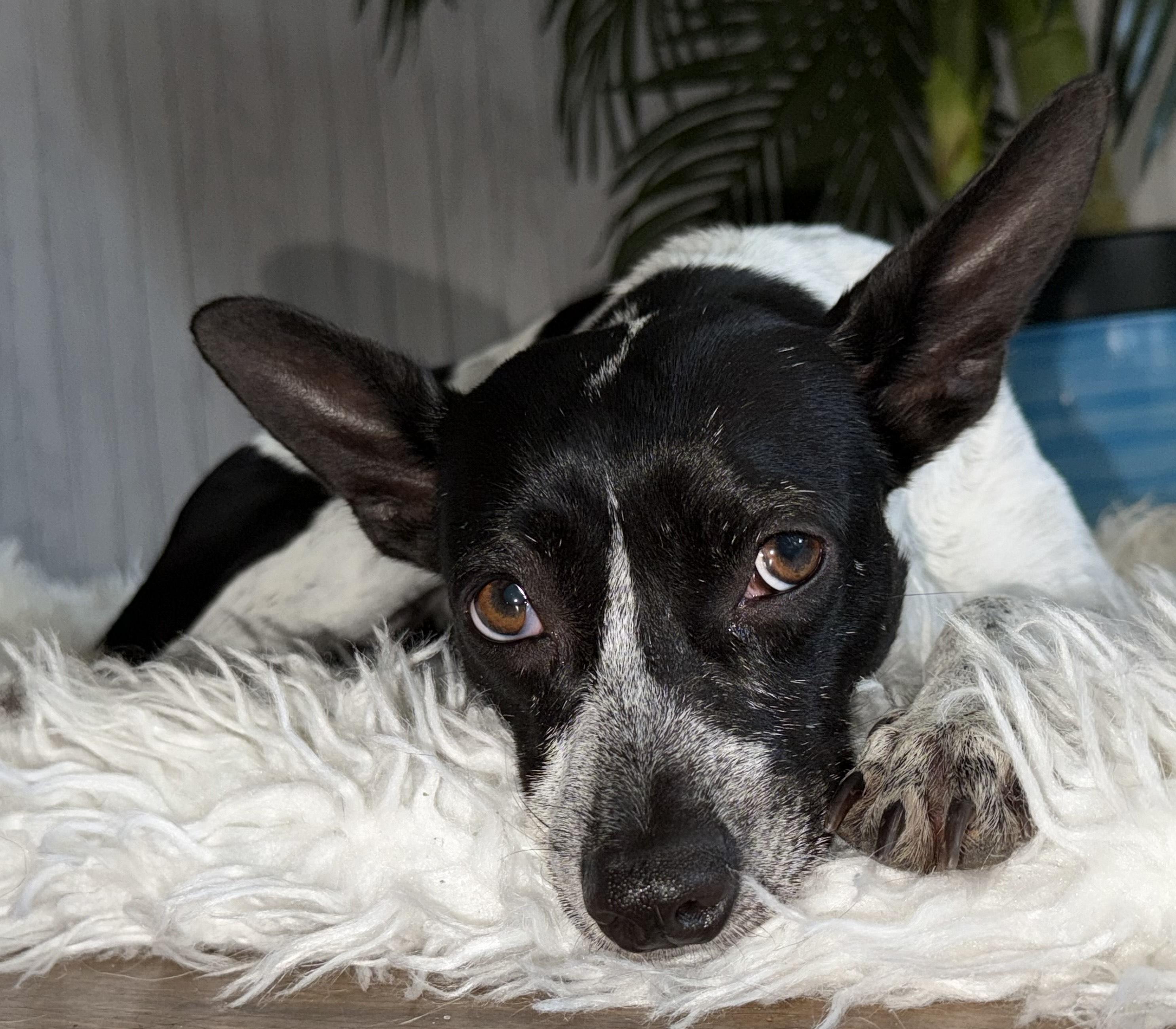 Enlarge Olay, a ADOPTABLE mixed breed in Brooklyn, NY image 4/6