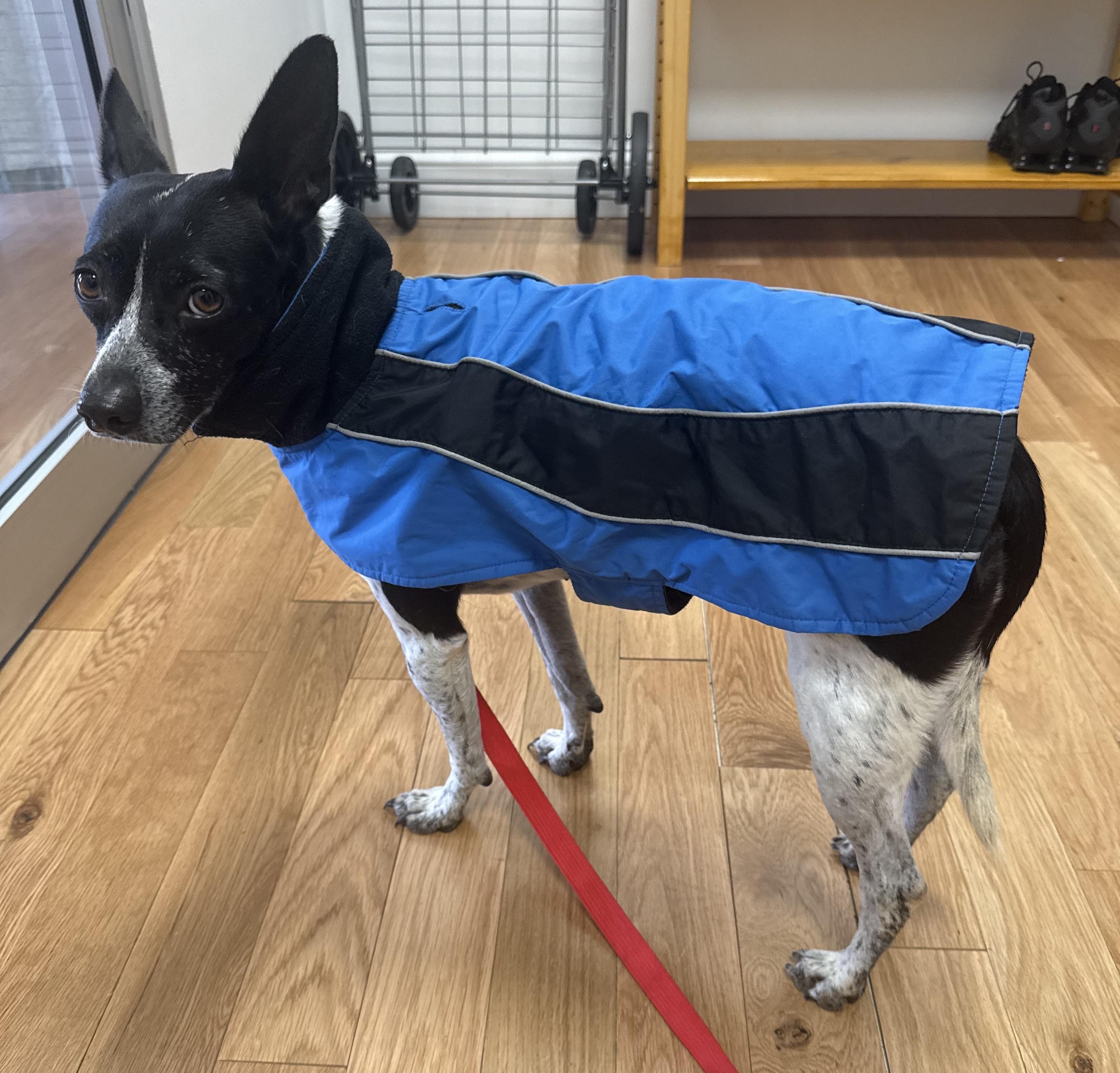 Enlarge Olay, a ADOPTABLE mixed breed in Brooklyn, NY image 2/6