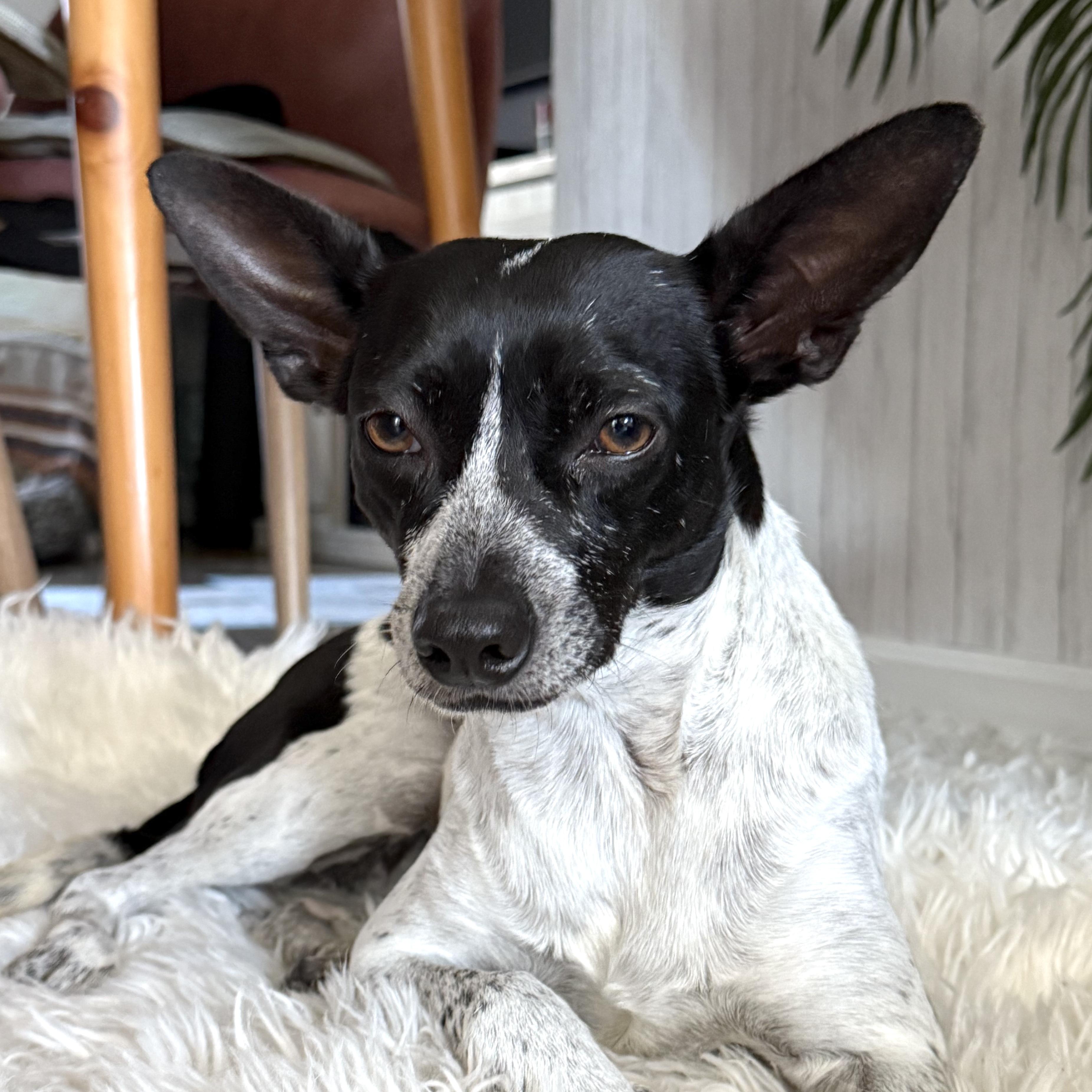 Enlarge Olay, a ADOPTABLE mixed breed in Brooklyn, NY image 1/6