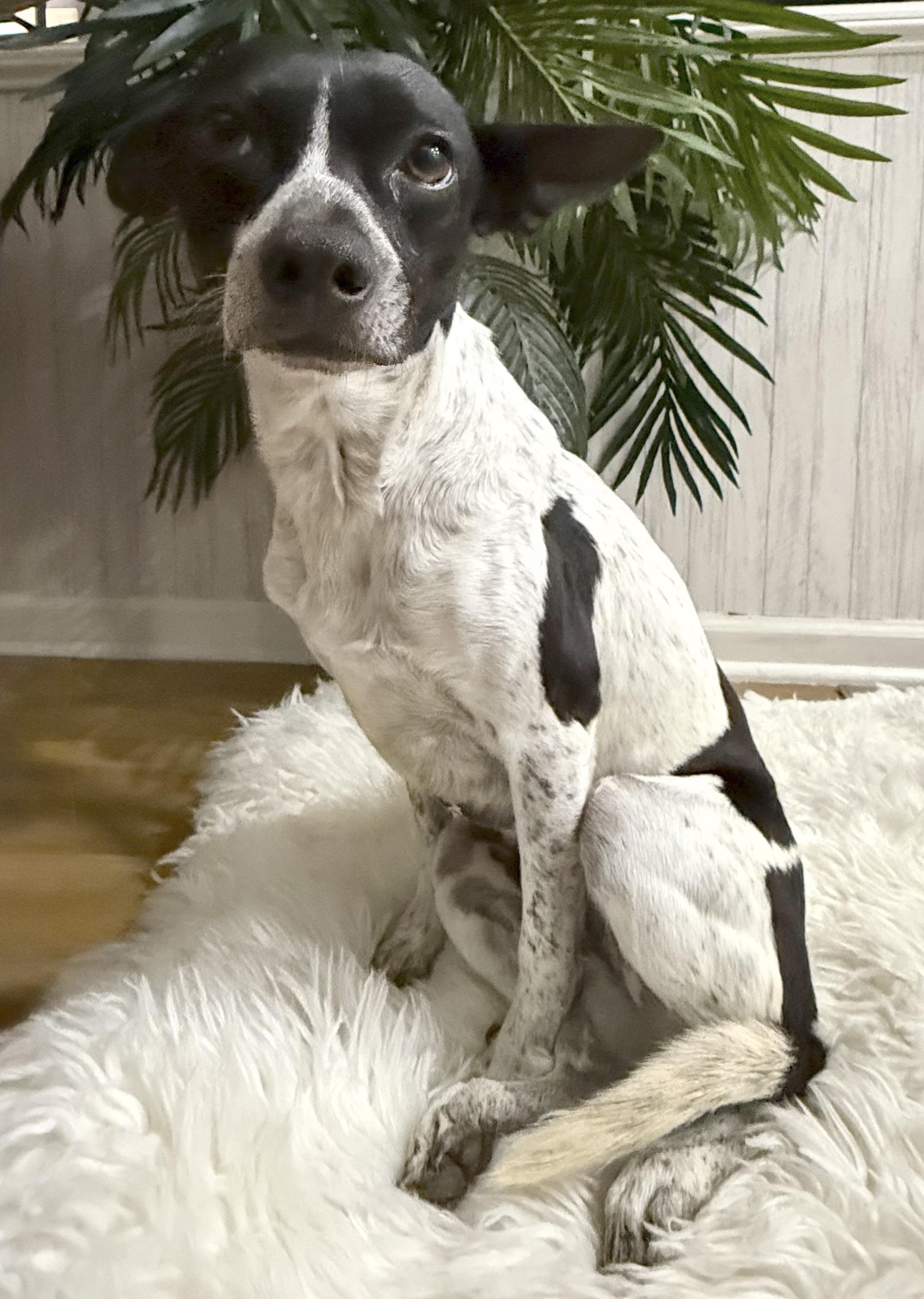 Enlarge Olay, a ADOPTABLE mixed breed in Brooklyn, NY image 6/6