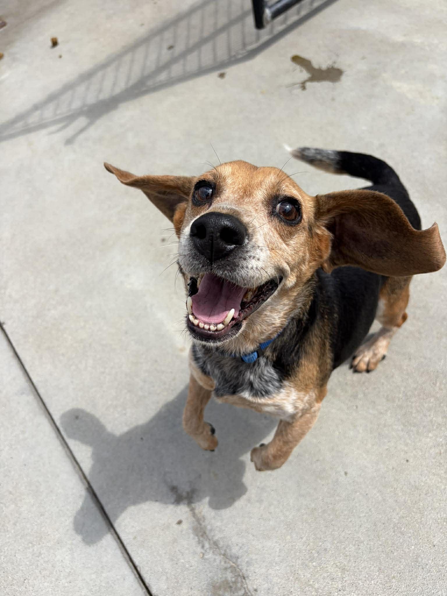 Enlarge Tuffy, a Adoptable Beagle in Knoxville, IA image 1/1