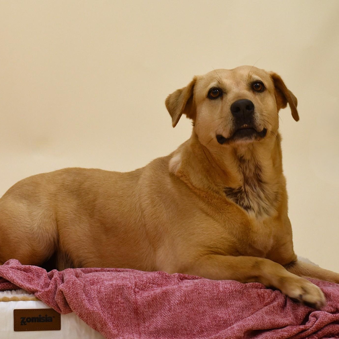 Audrey, a Adoptable mixed breed in Simsbury, CT image 2/5