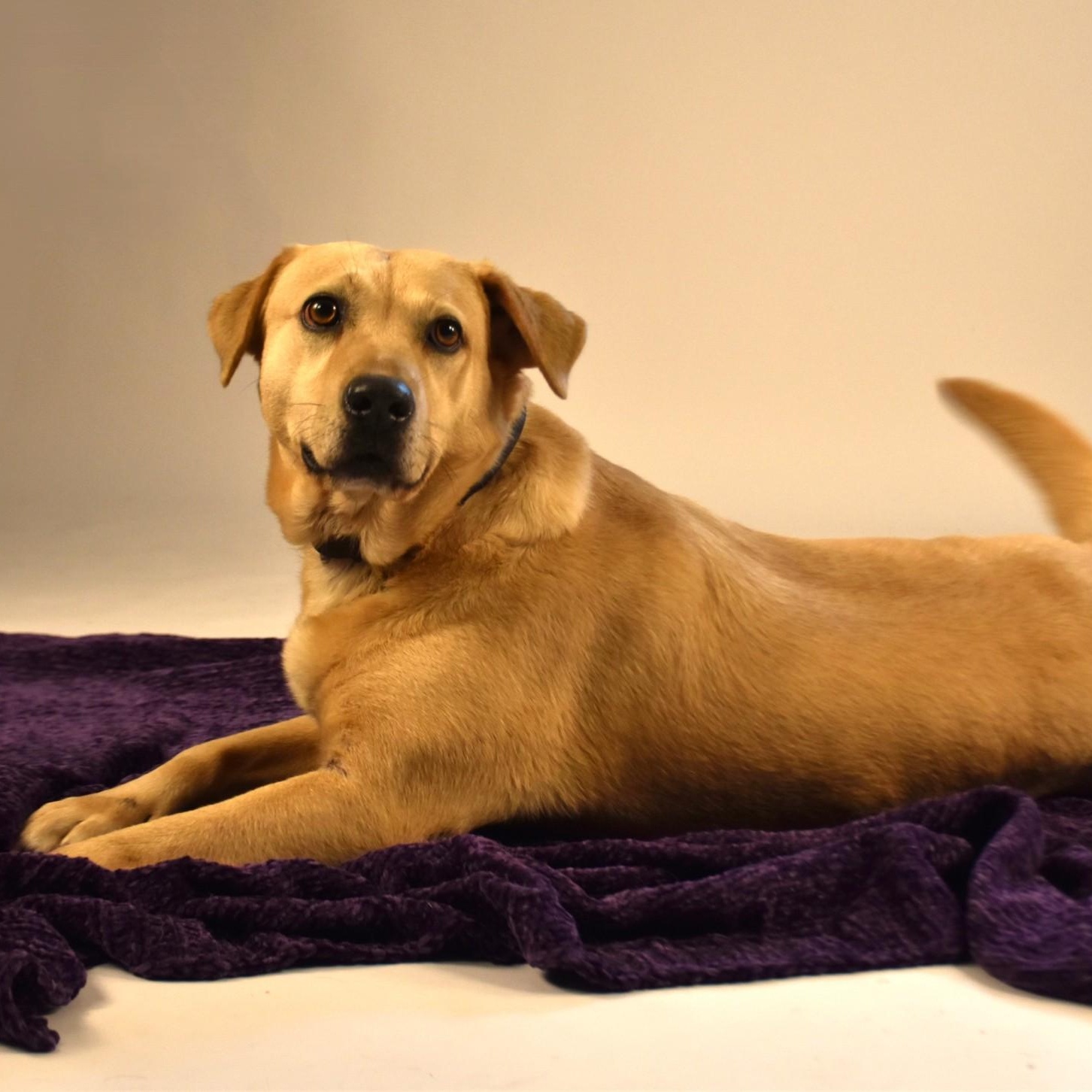 Audrey, Adoptable, Adult Female Yellow Labrador Retriever.