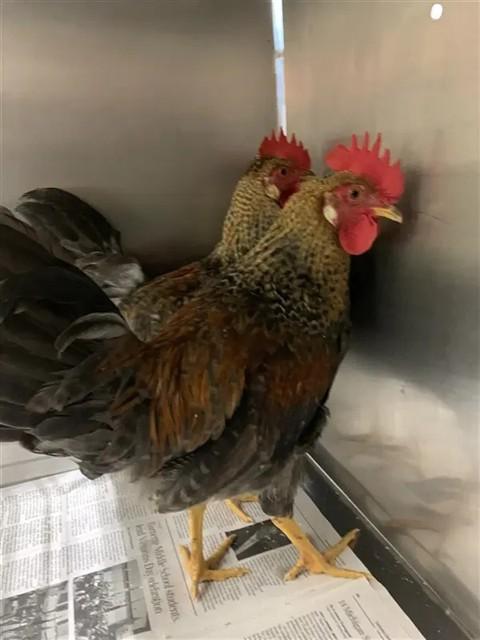NORDY, Adoptable, Young Male Chicken.