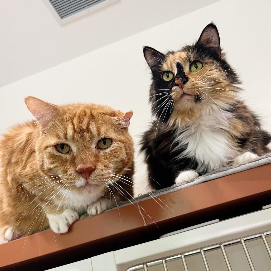 Pumpkin — thumbnail 2