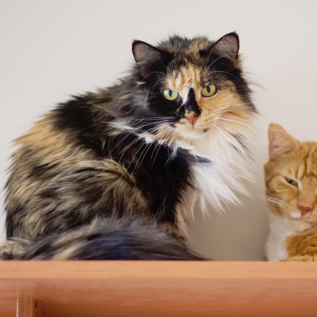 Pumpkin — thumbnail 3