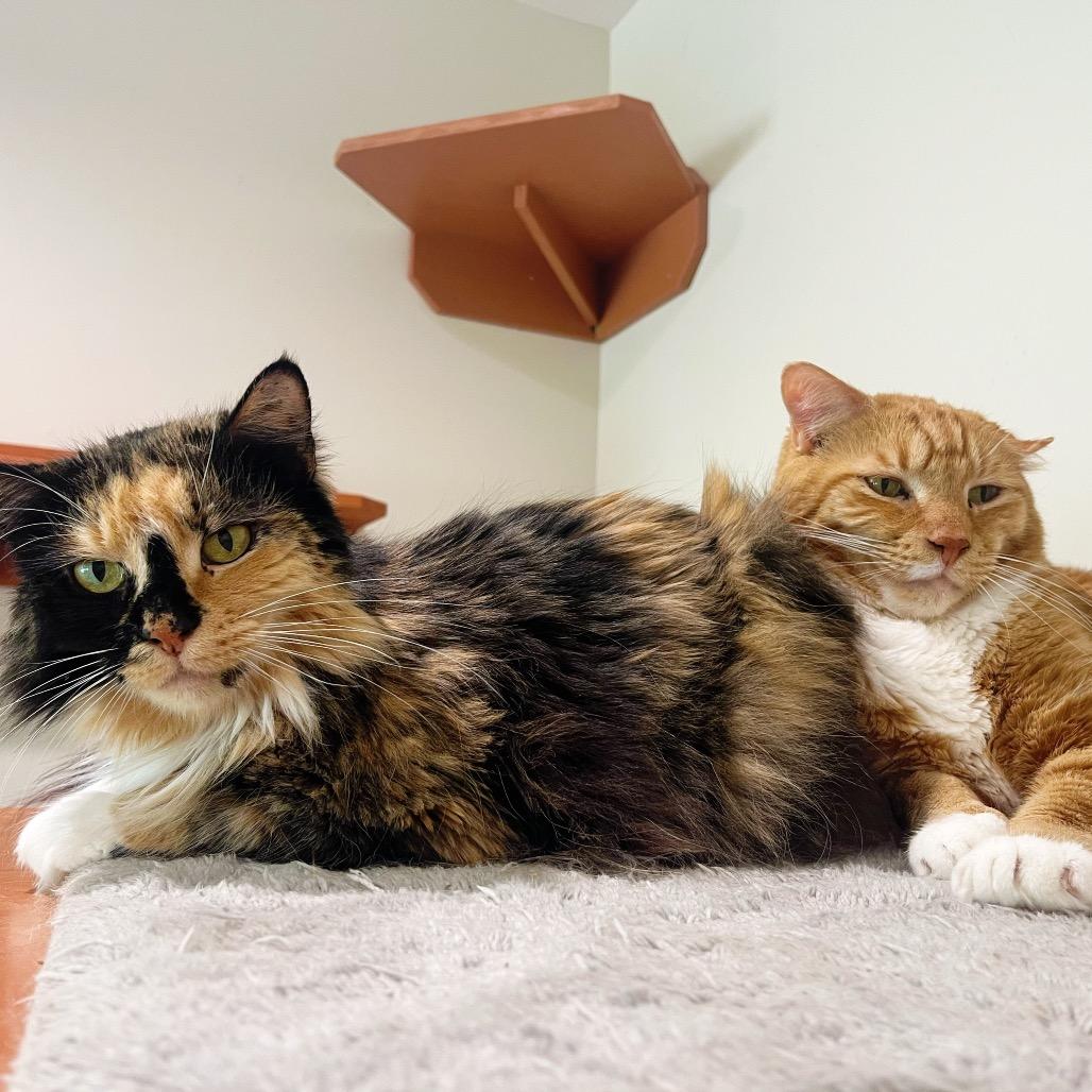 Pumpkin — thumbnail 4