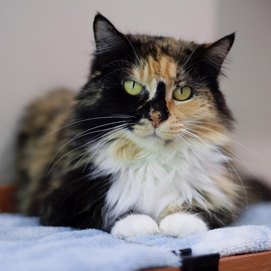 Pumpkin — thumbnail 5