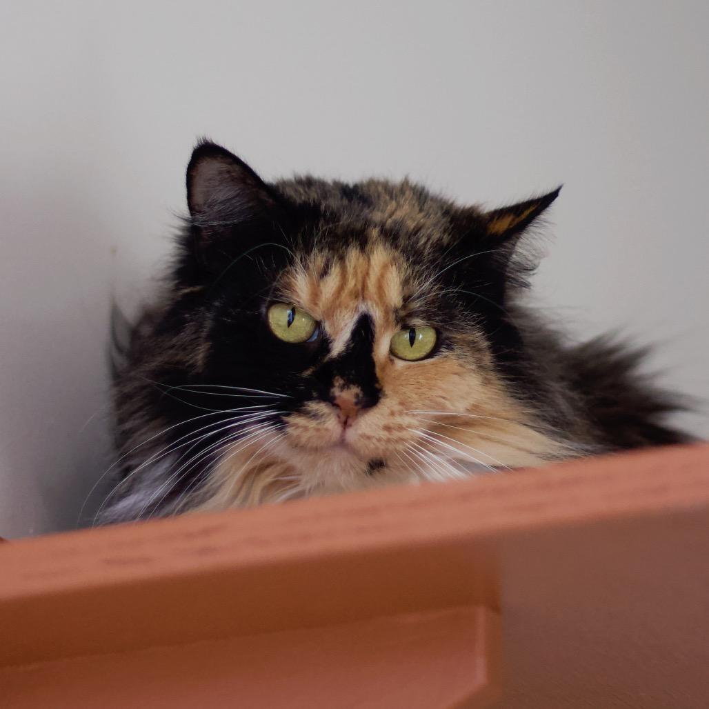 Pumpkin — thumbnail 6