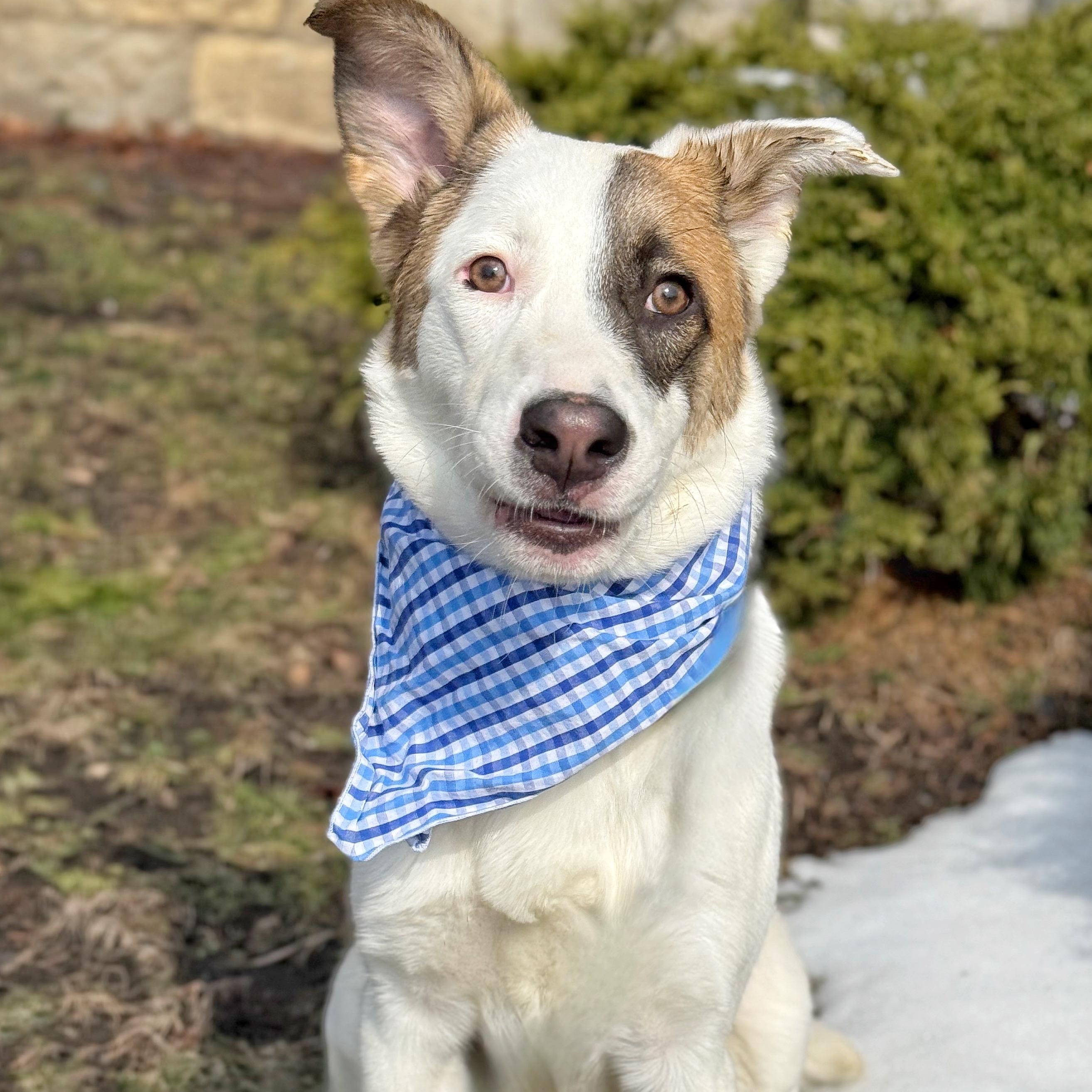 Grandin — thumbnail 2