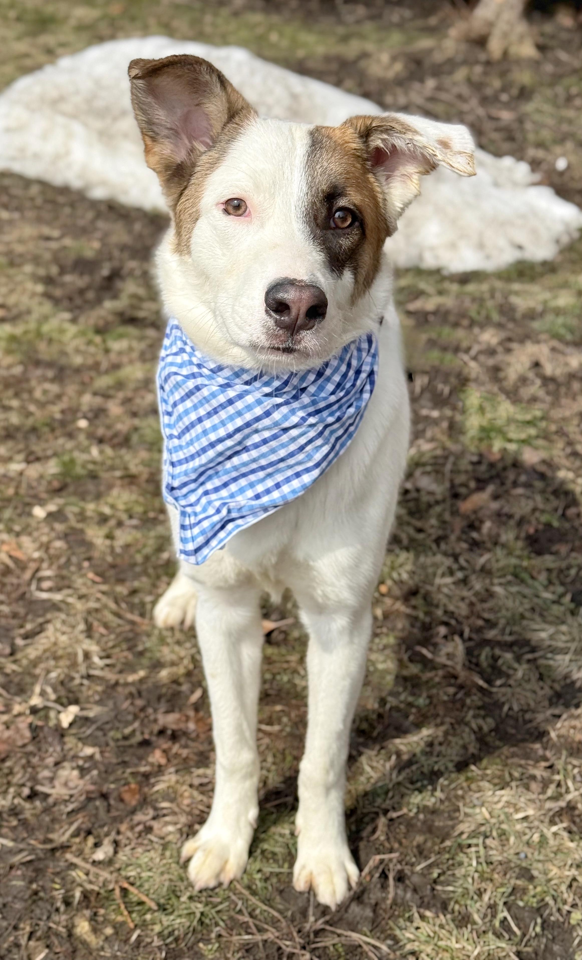 Grandin — thumbnail 3