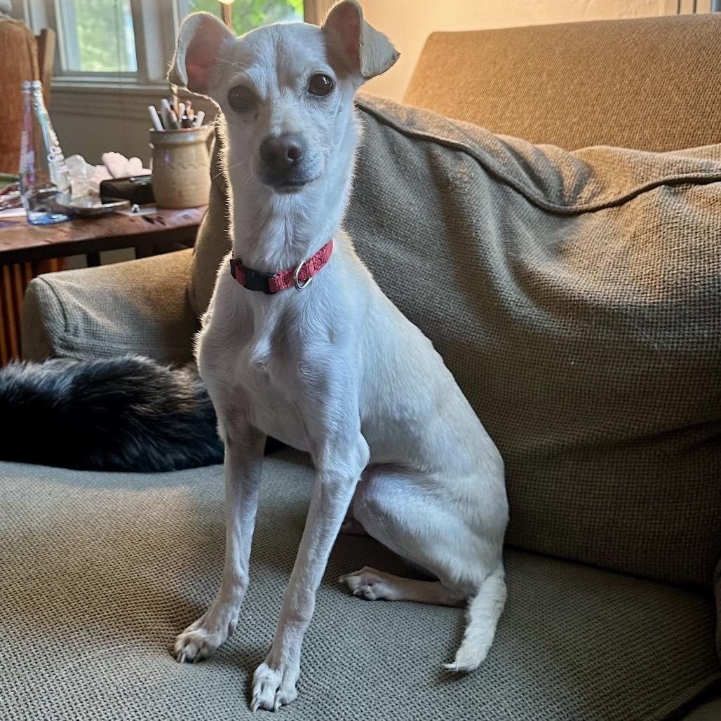 Enlarge Daisy, a Adoptable Chihuahua in Sonoma, CA image 2/6