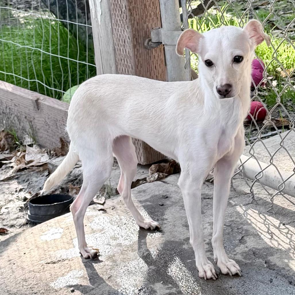 Daisy, a Adoptable Chihuahua in Sonoma, CA image 4/5