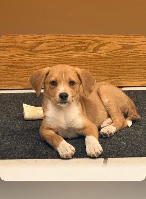 **WILLOW**, a Adopted mixed breed in North Prairie, WI image 1/2