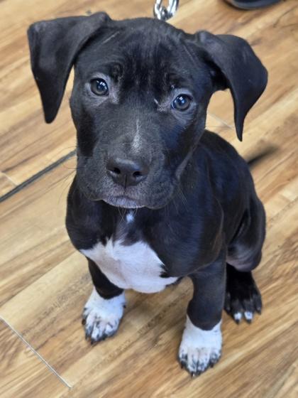 Charlie Brown, Adoptable, Puppy Male Pit Bull Terrier & Mixed Breed.