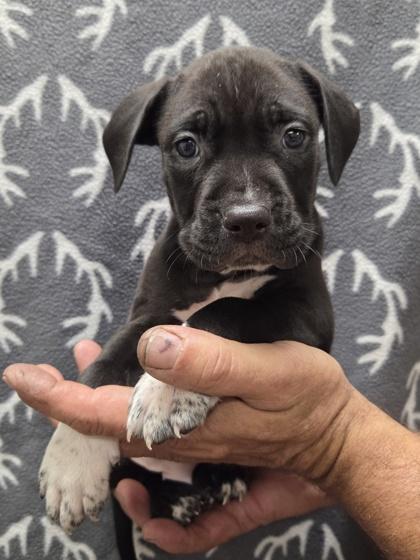 Enlarge Charlie Brown, a Adoptable mixed breed in Malvern, PA image 2/3