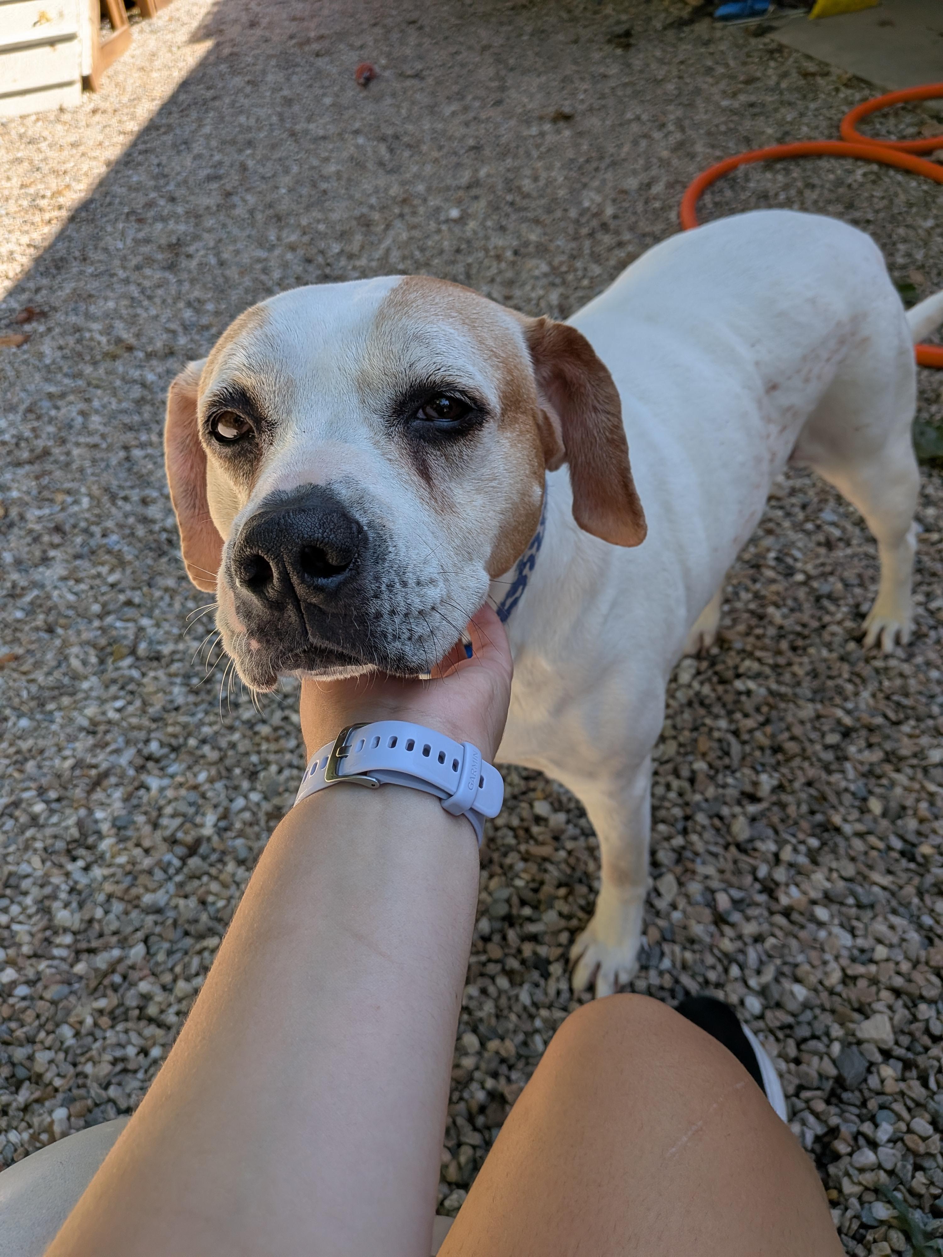 Enlarge Ella, a Adoptable mixed breed in Middlebury, CT image 5/5