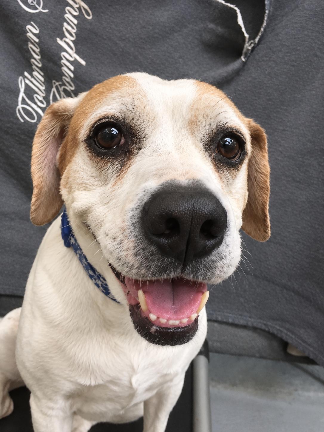 Enlarge Ella, a Adoptable mixed breed in Middlebury, CT image 1/5
