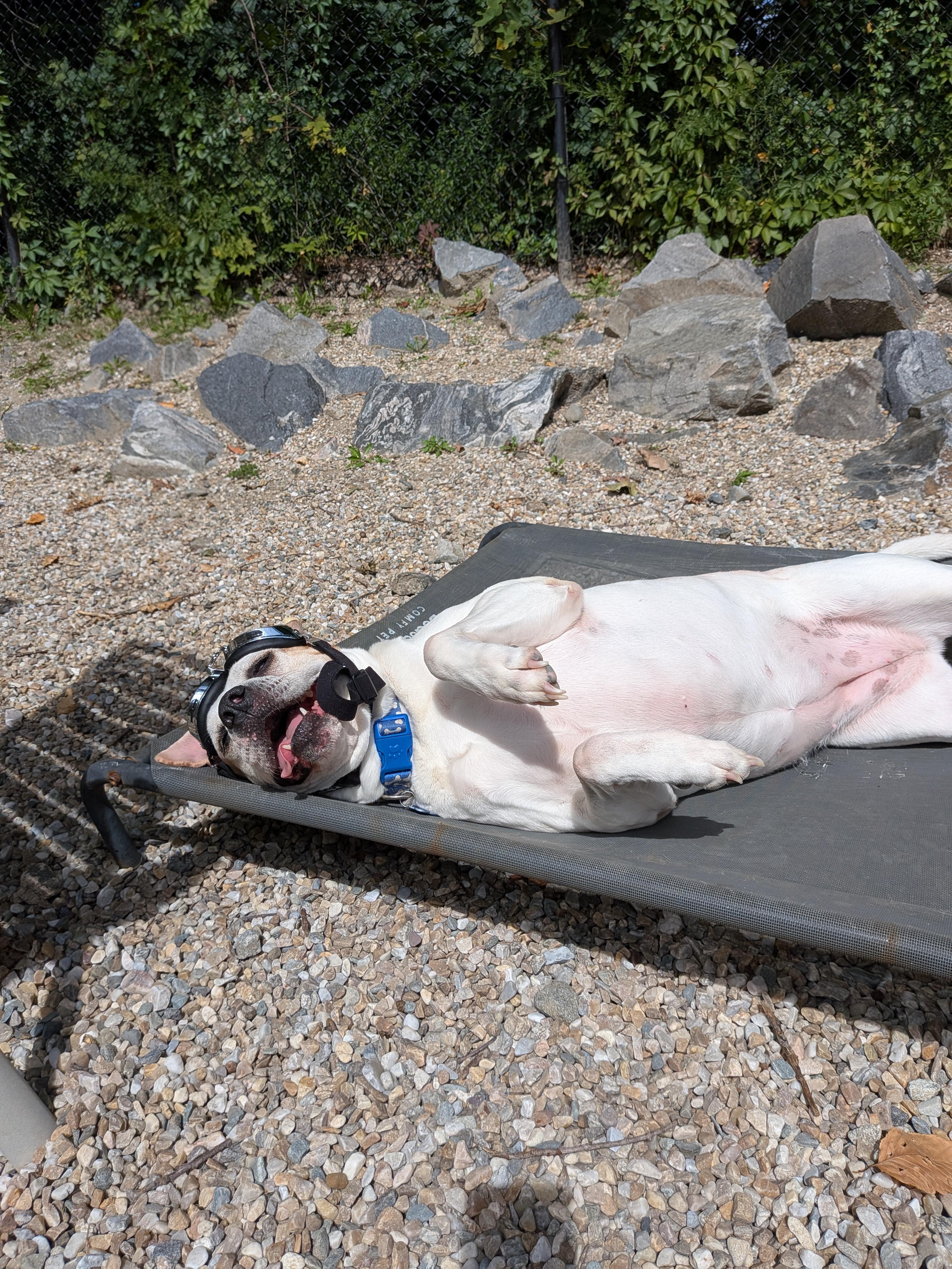 Enlarge Ella, a Adoptable mixed breed in Middlebury, CT image 3/5