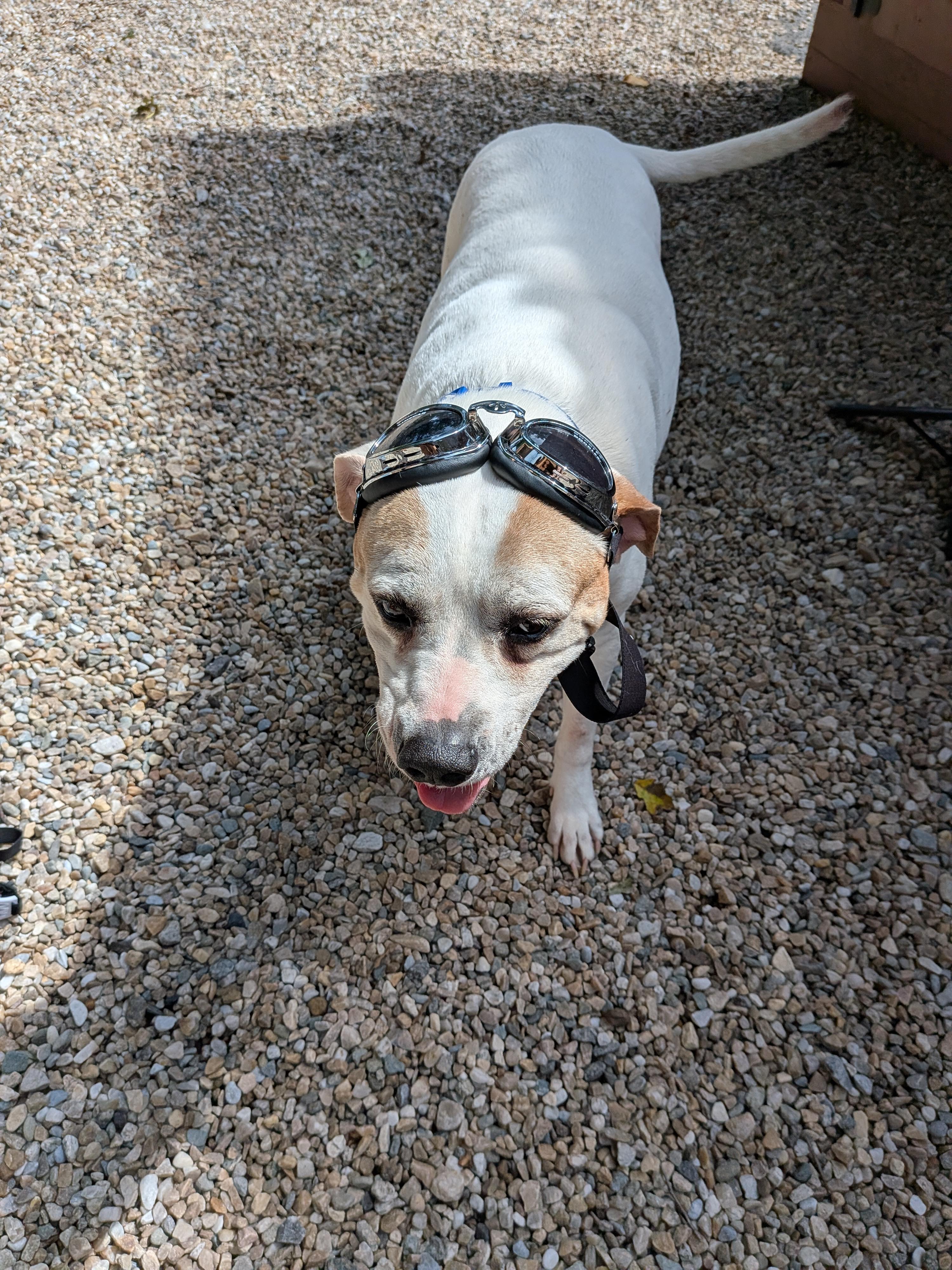 Enlarge Ella, a Adoptable mixed breed in Middlebury, CT image 4/5