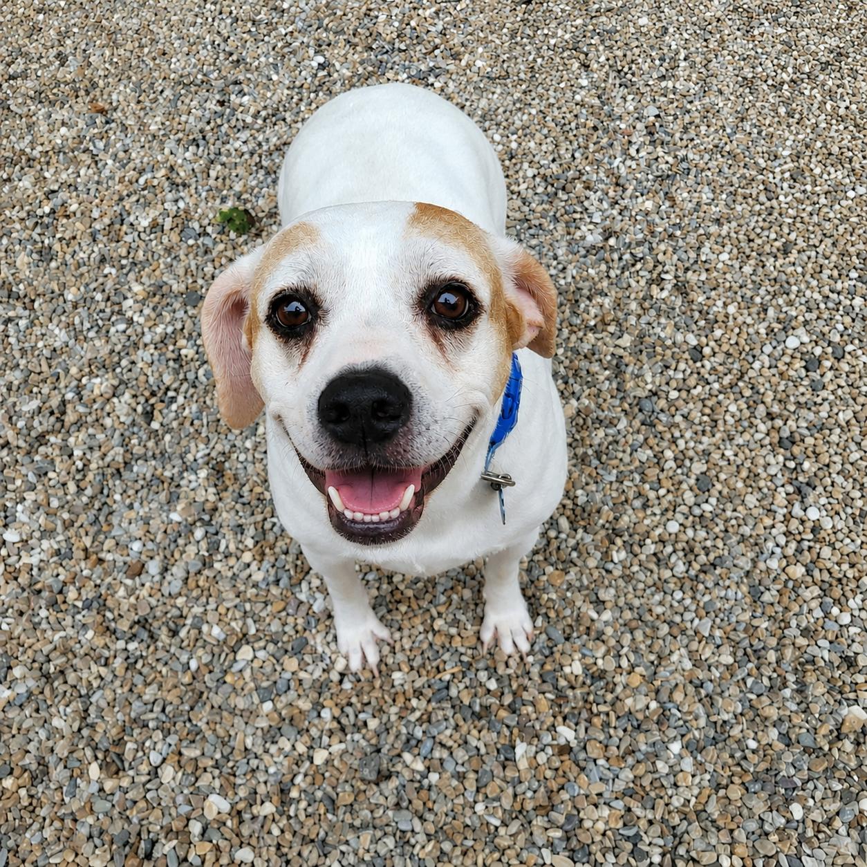 Enlarge Ella, a Adoptable mixed breed in Middlebury, CT image 2/5