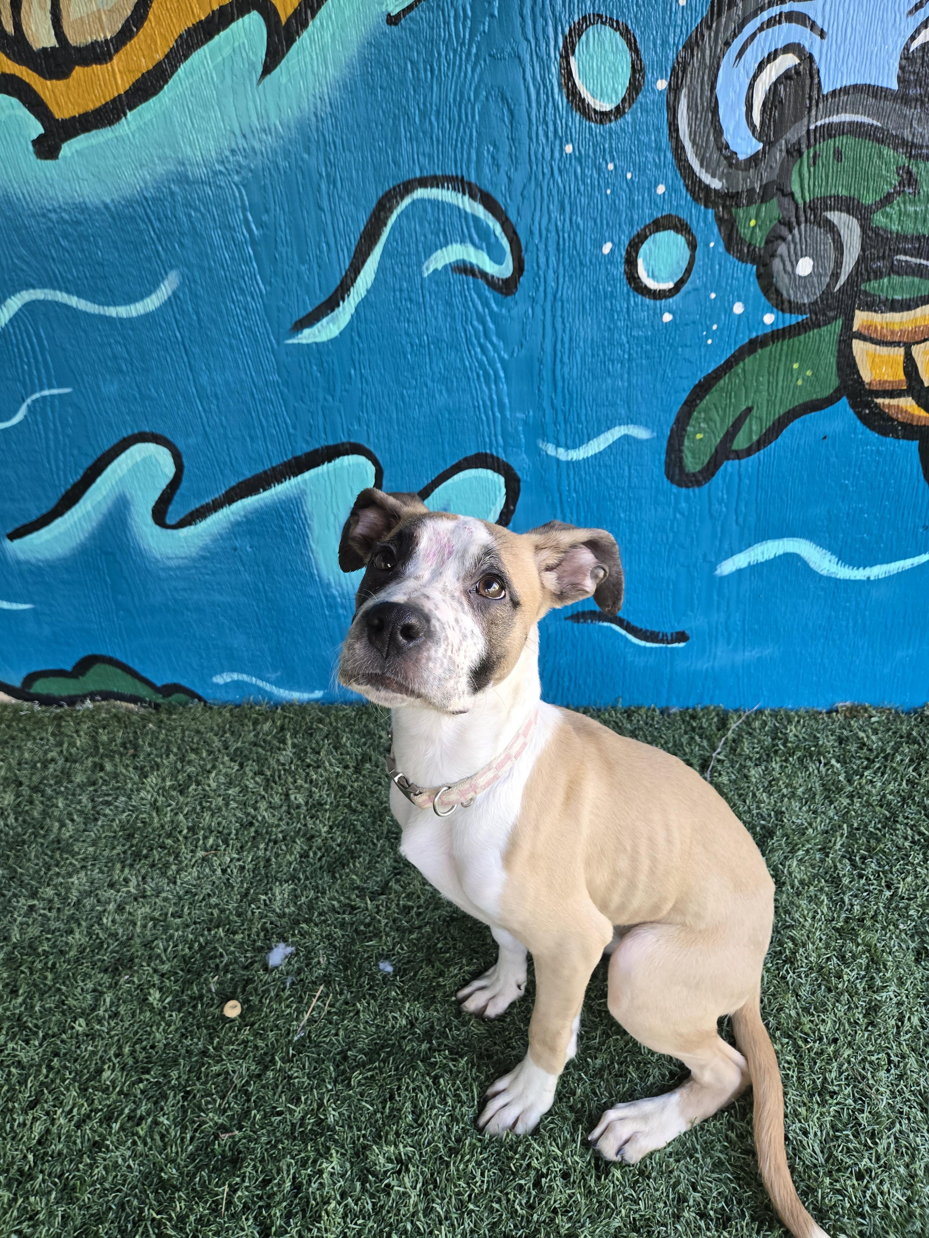 CHER  tinycauseadopt@gmail.com