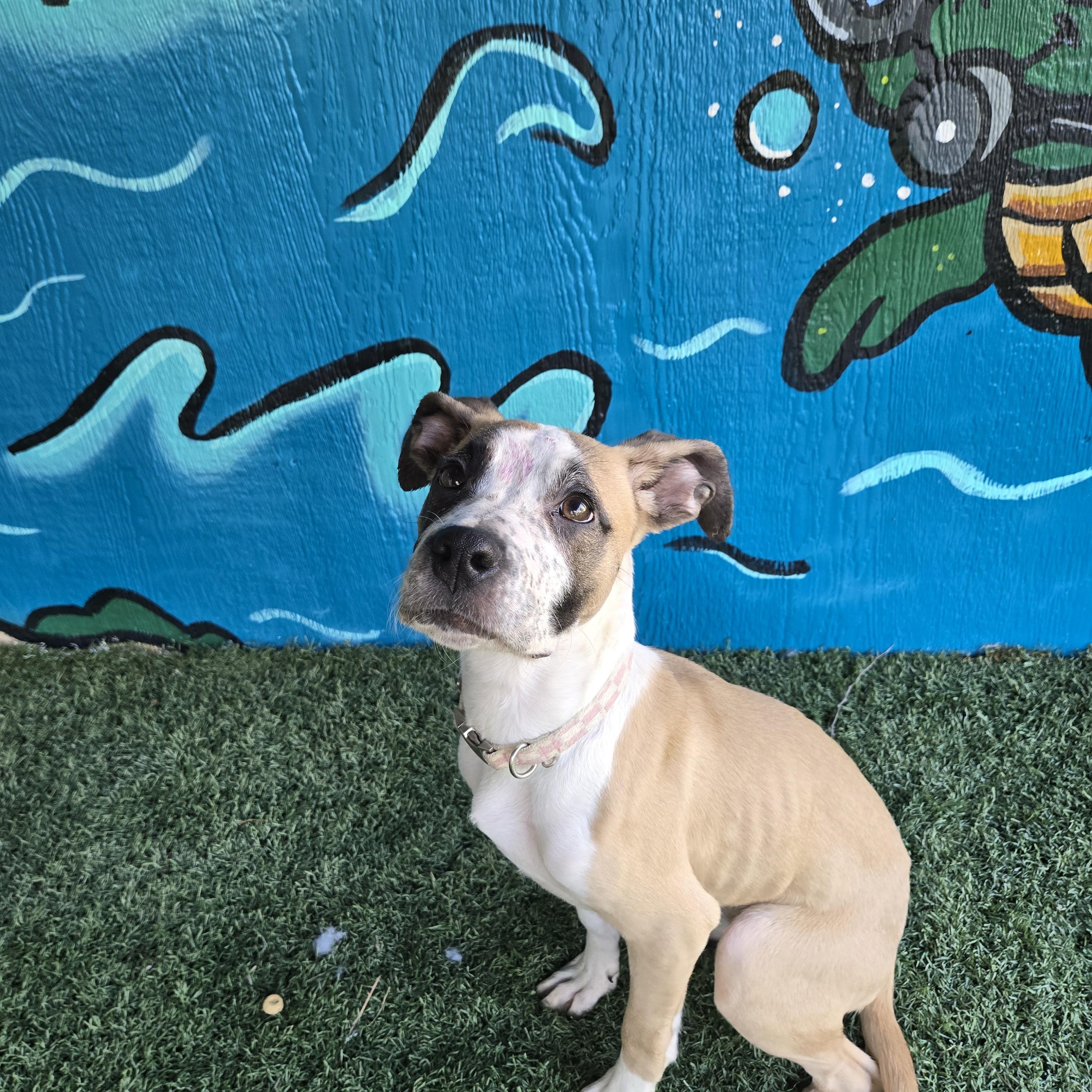 CHER  tinycauseadopt@gmail.com