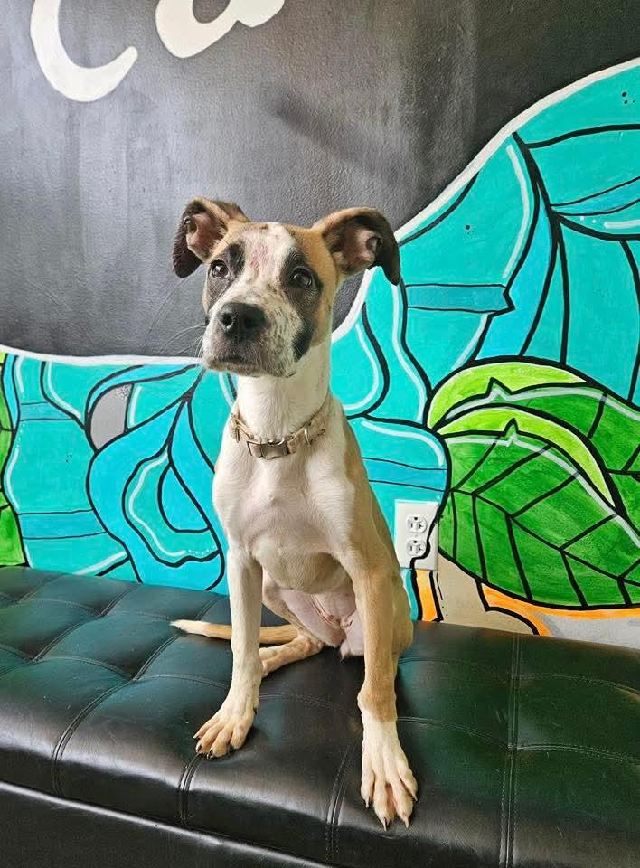 CHER  tinycauseadopt@gmail.com
