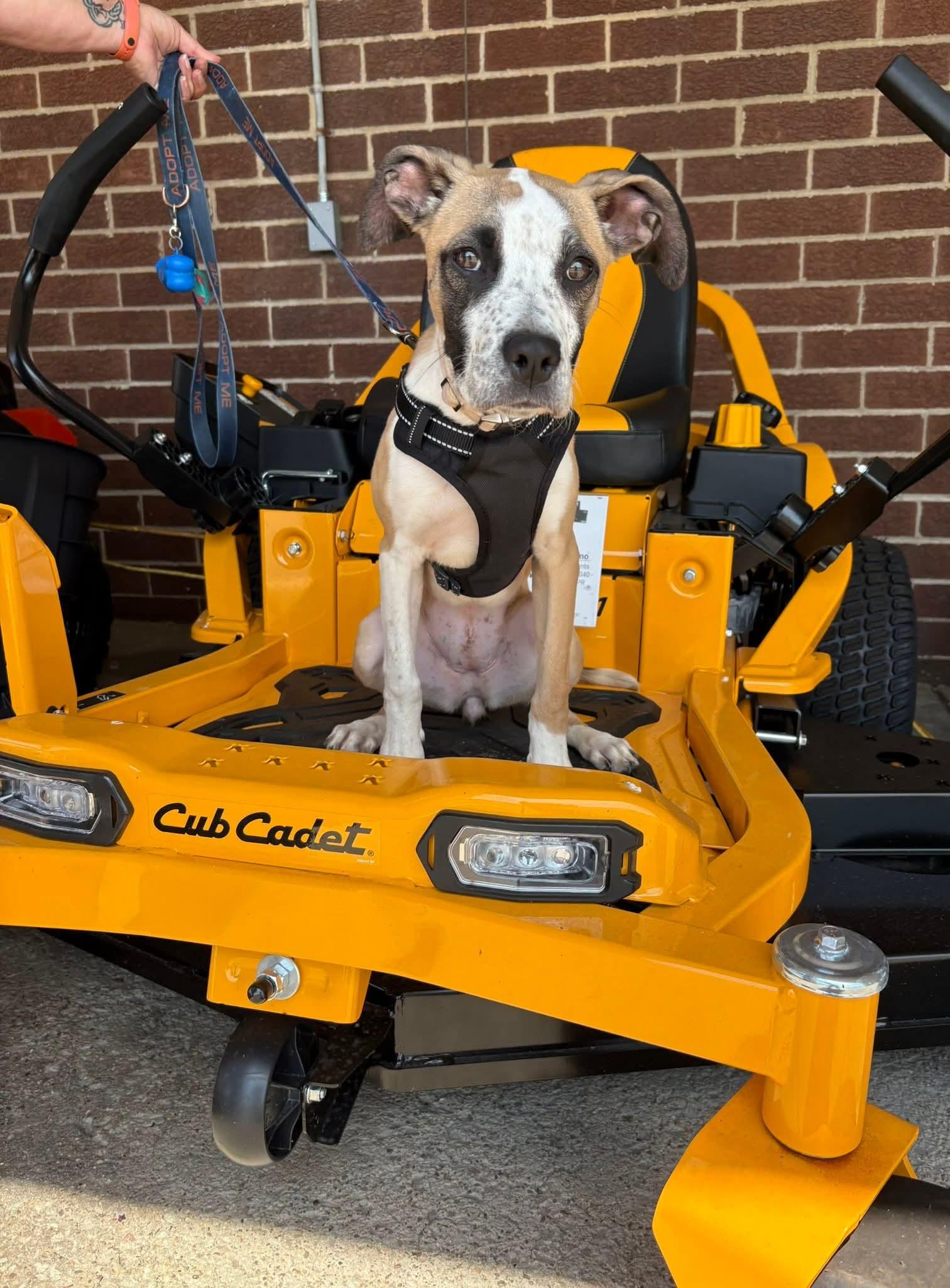 CHER  tinycauseadopt@gmail.com