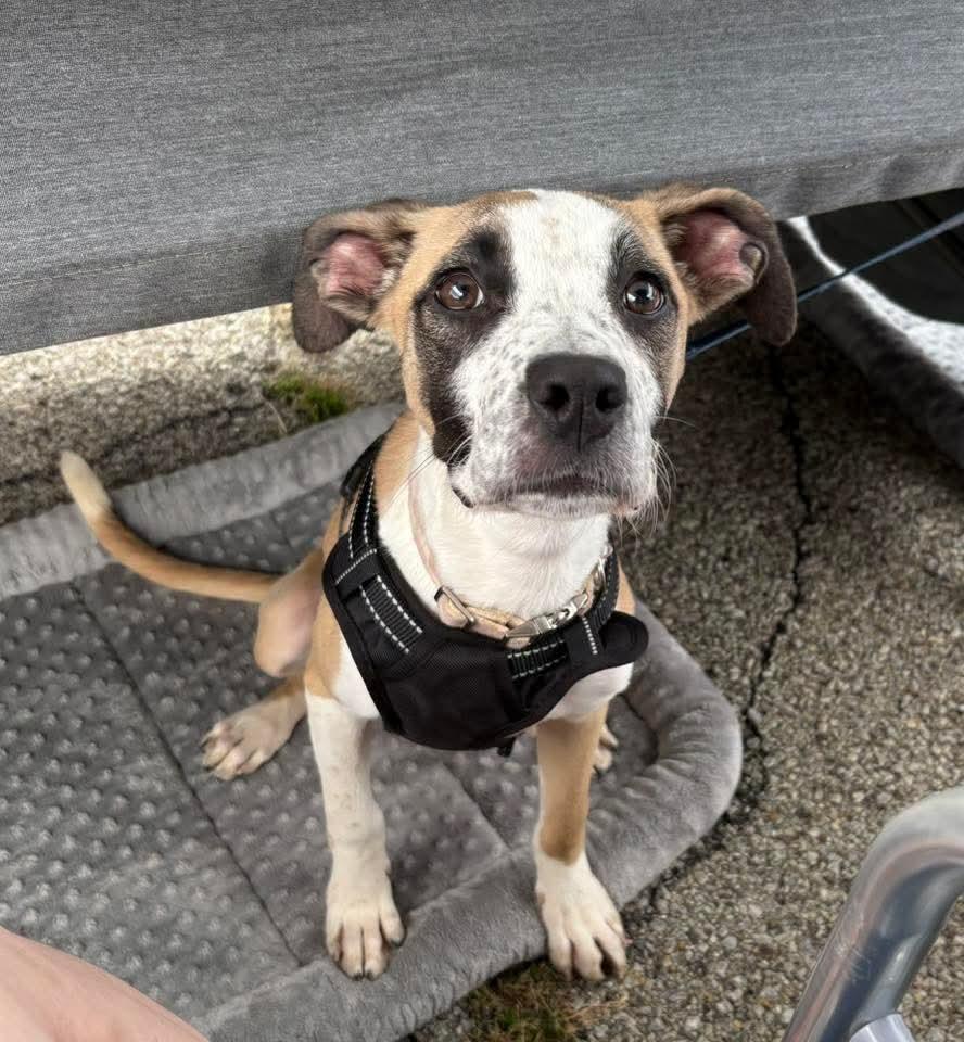 CHER  tinycauseadopt@gmail.com