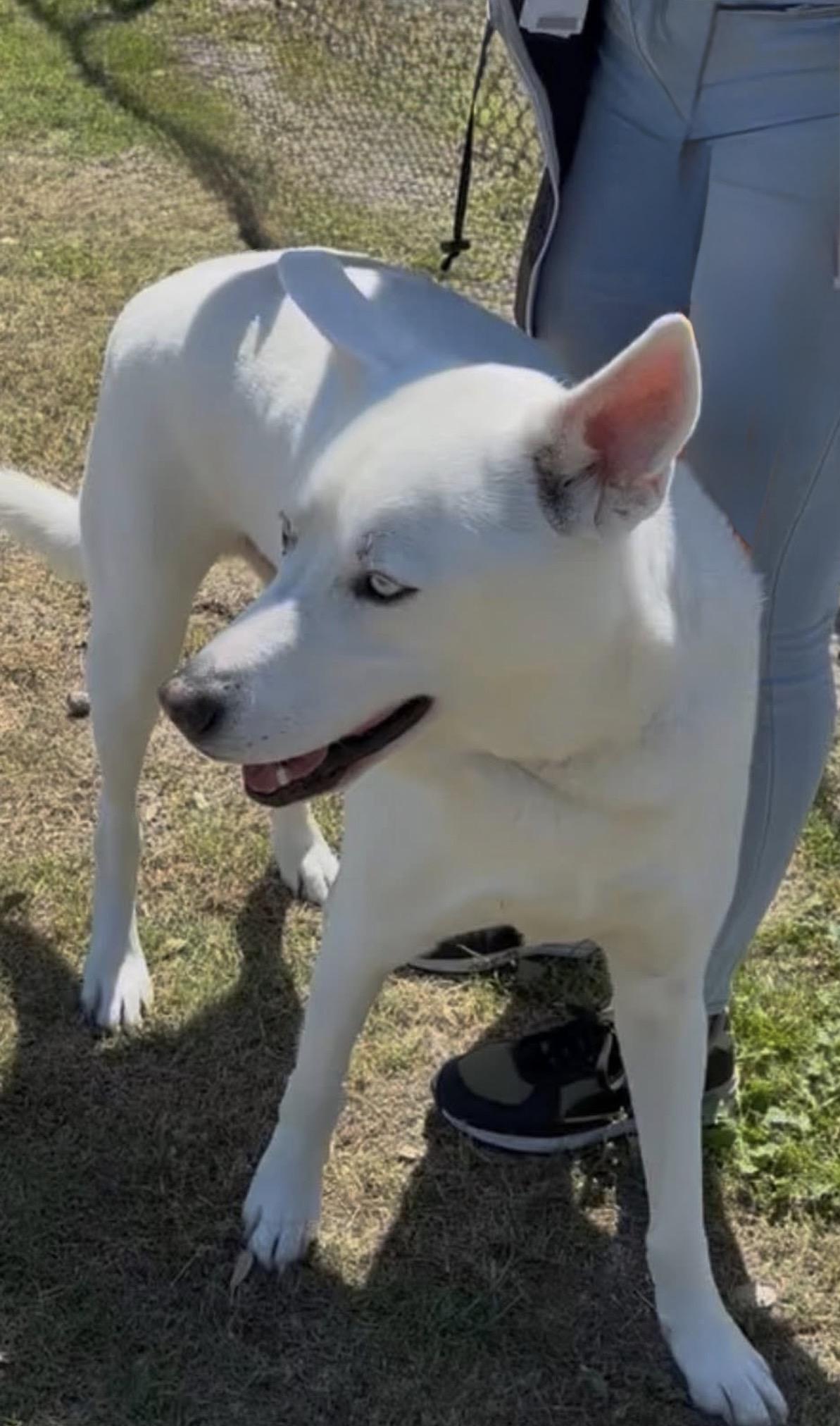 Enlarge Lucky, a Adoptable mixed breed in Summerville, SC image 1/3
