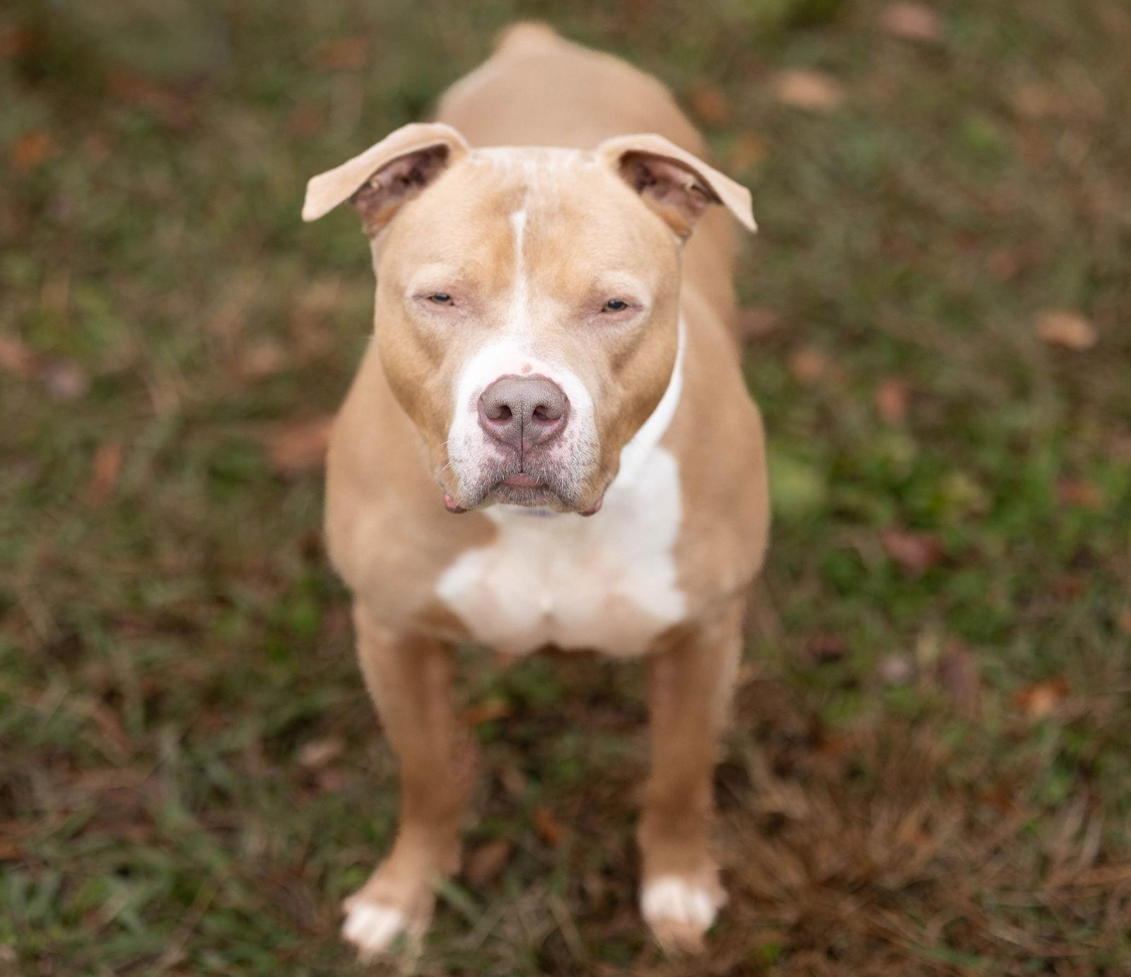 Spud, Adoptable, Adult Male Mixed Breed.