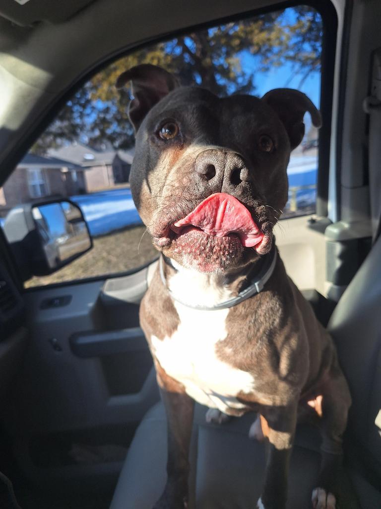 Enlarge Ruger, a Adoptable Pit Bull Terrier in Noble, OK image 1/5