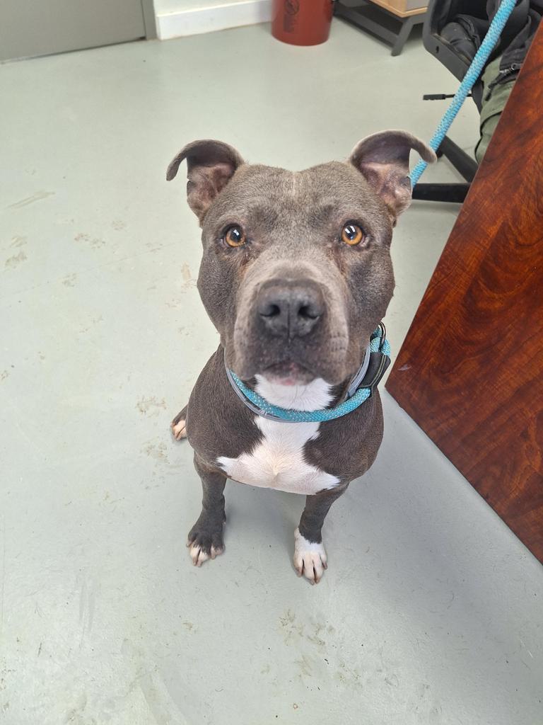 Enlarge Ruger, a Adoptable Pit Bull Terrier in Noble, OK image 2/5