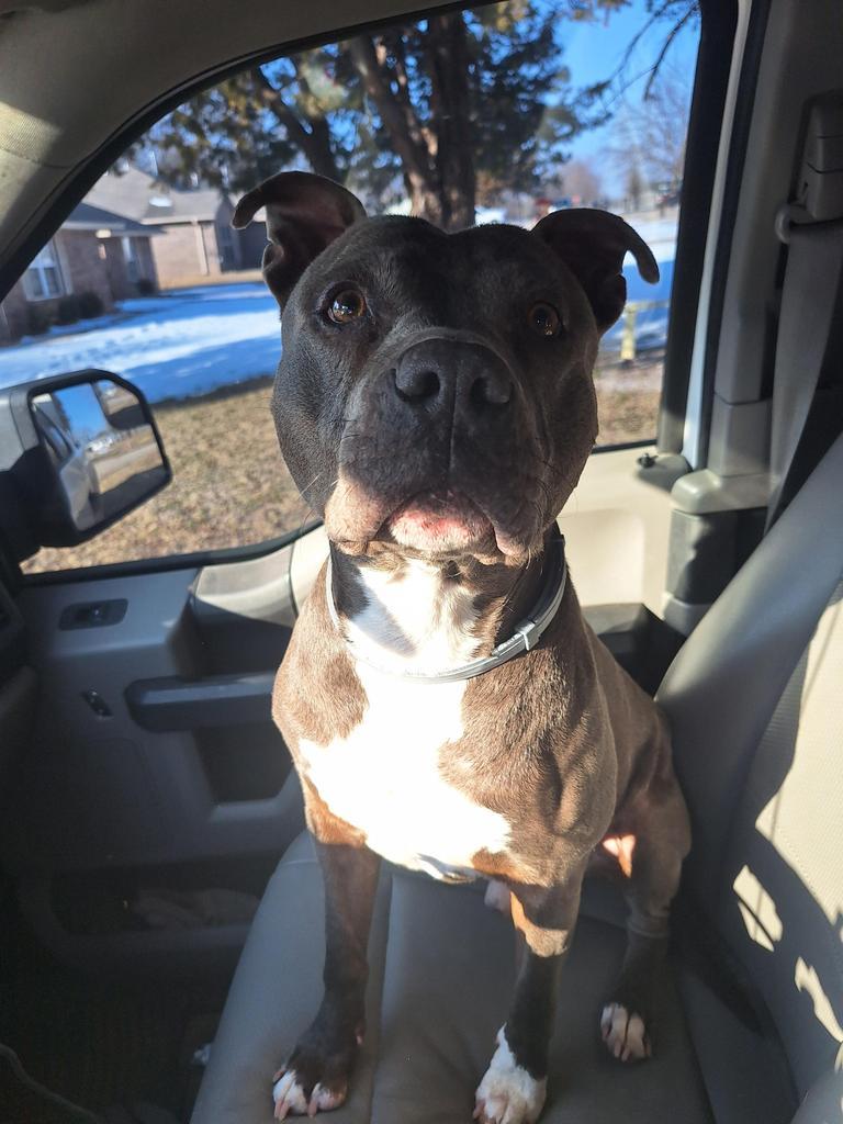 Enlarge Ruger, a Adoptable Pit Bull Terrier in Noble, OK image 3/5