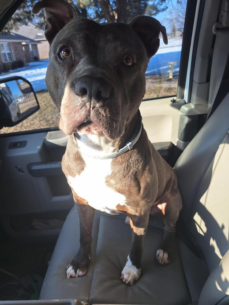 Enlarge Ruger, a Adoptable Pit Bull Terrier in Noble, OK image 4/5