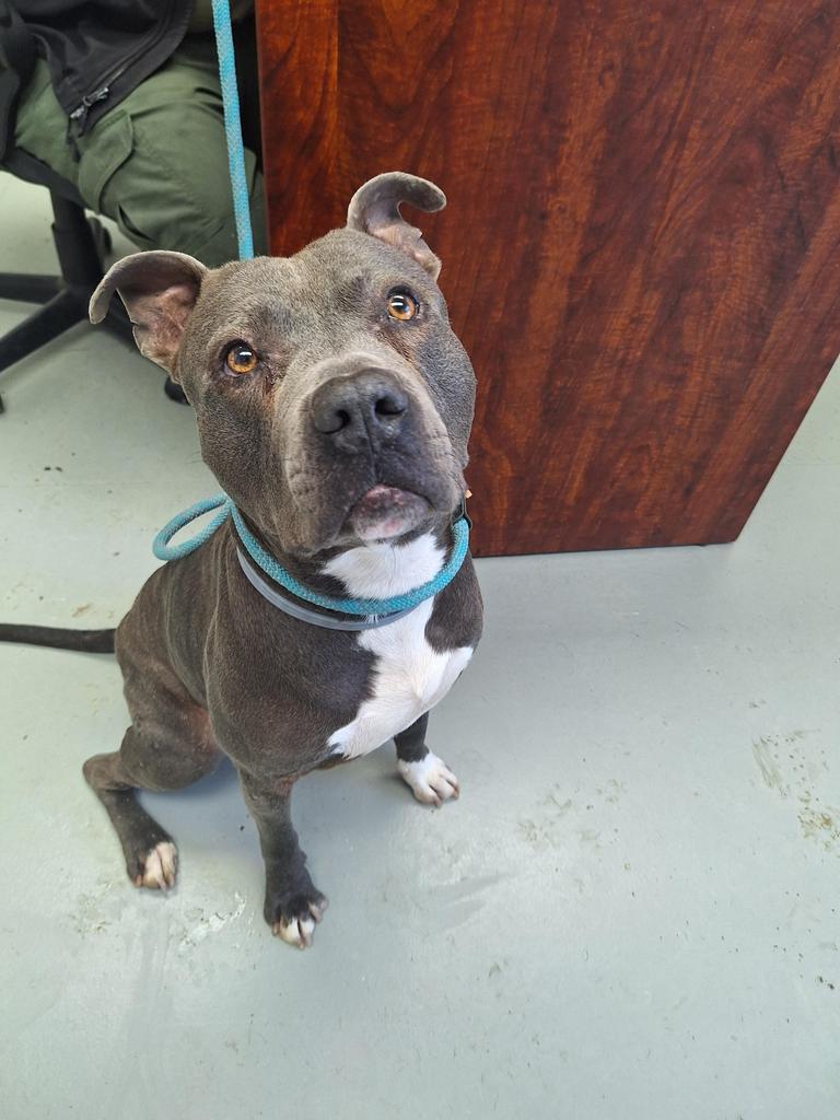 Enlarge Ruger, a Adoptable Pit Bull Terrier in Noble, OK image 5/5