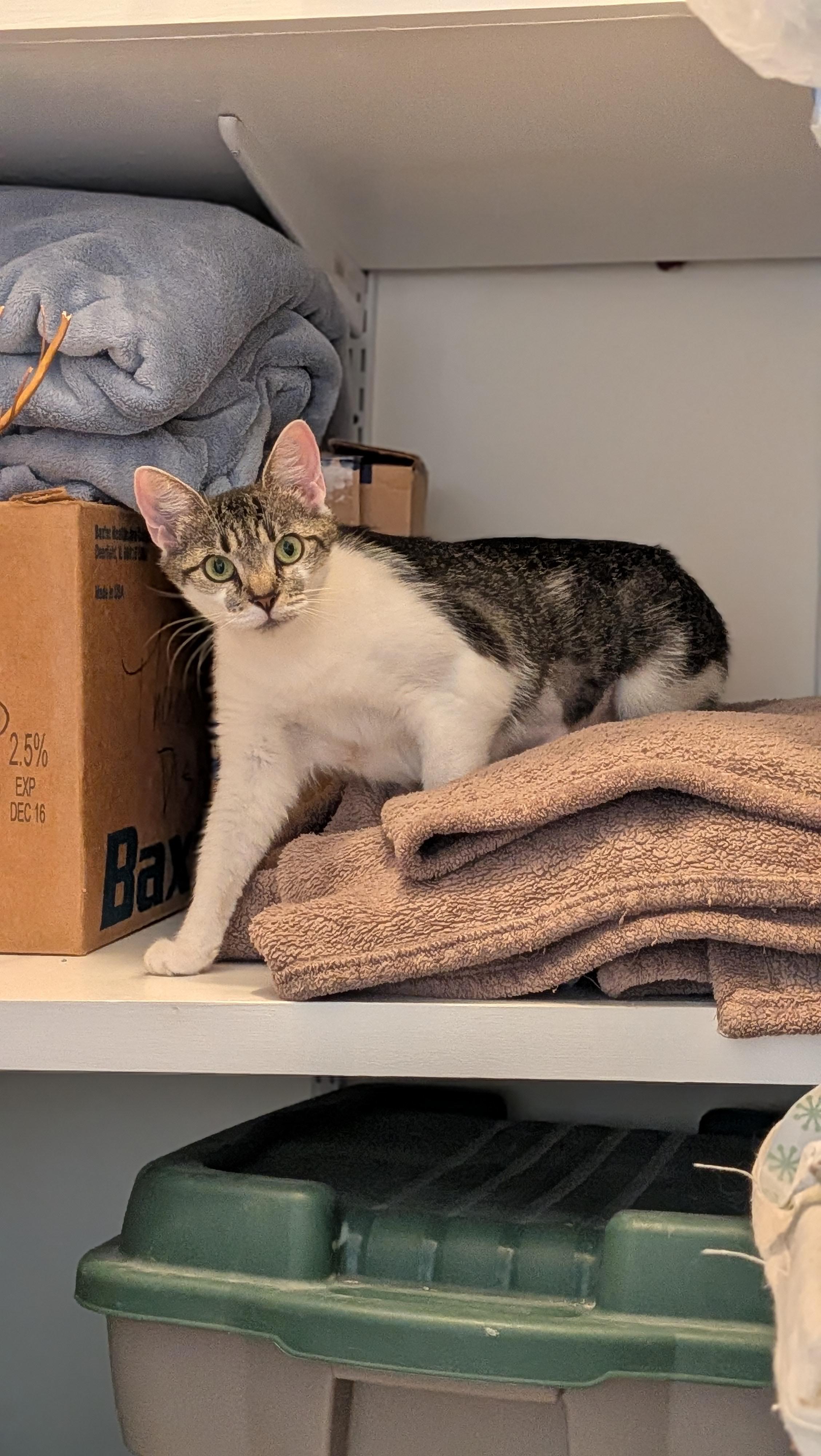 Enlarge Clover, a ADOPTABLE American Shorthair in Wilmington, NC image 2/5