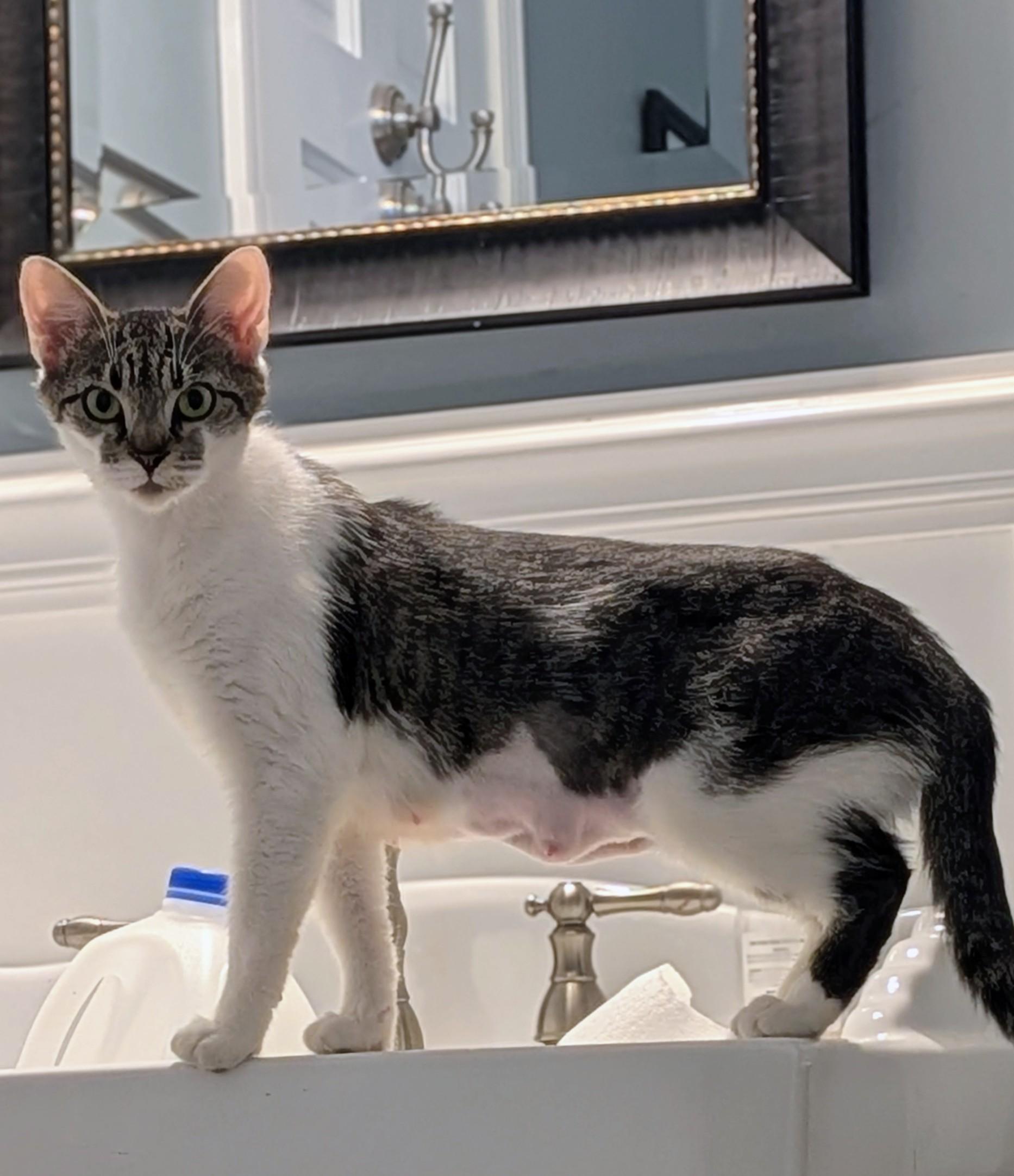 Enlarge Clover, a ADOPTABLE American Shorthair in Wilmington, NC image 1/5
