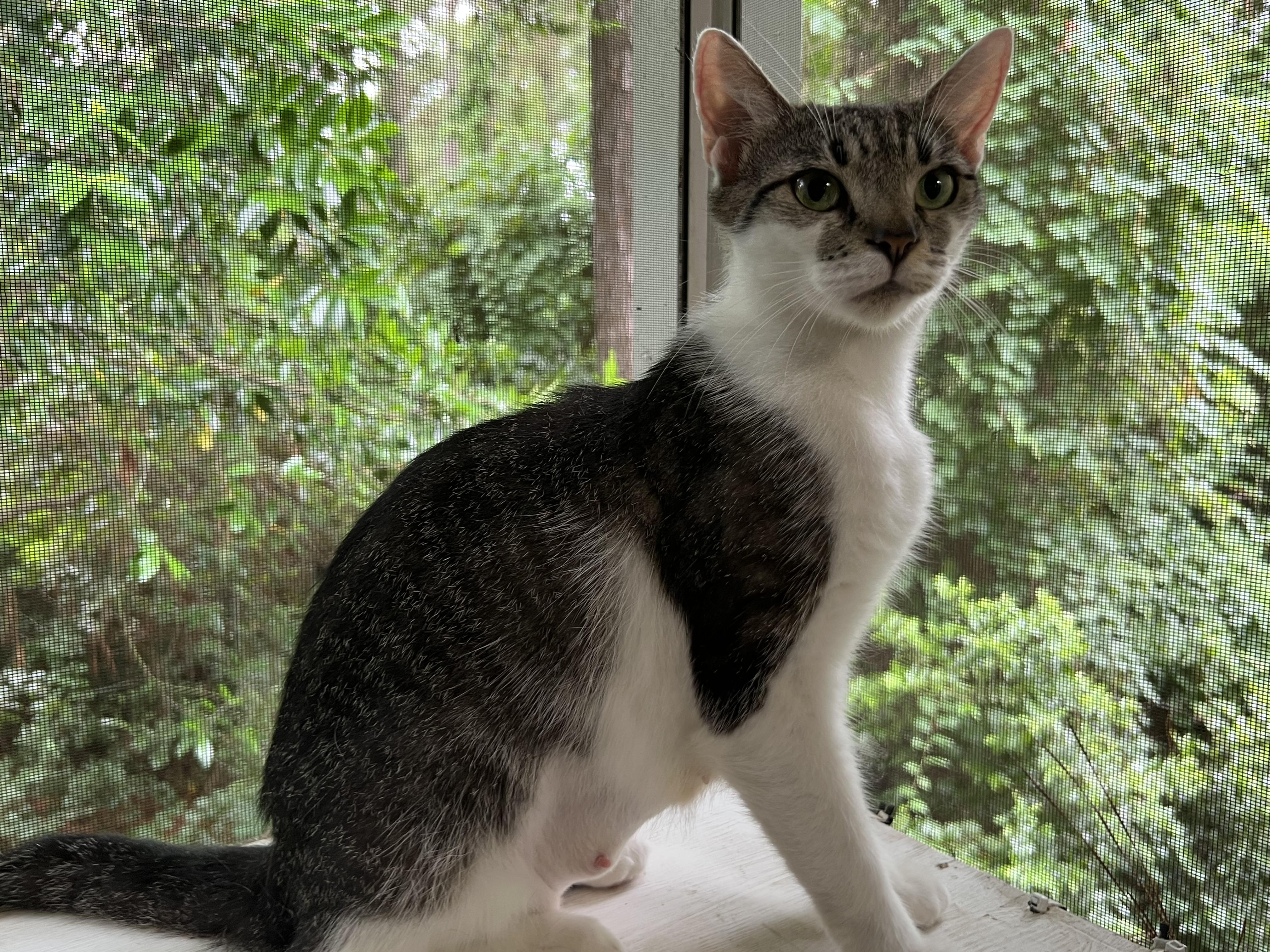 Enlarge Clover, a ADOPTABLE American Shorthair in Wilmington, NC image 3/5