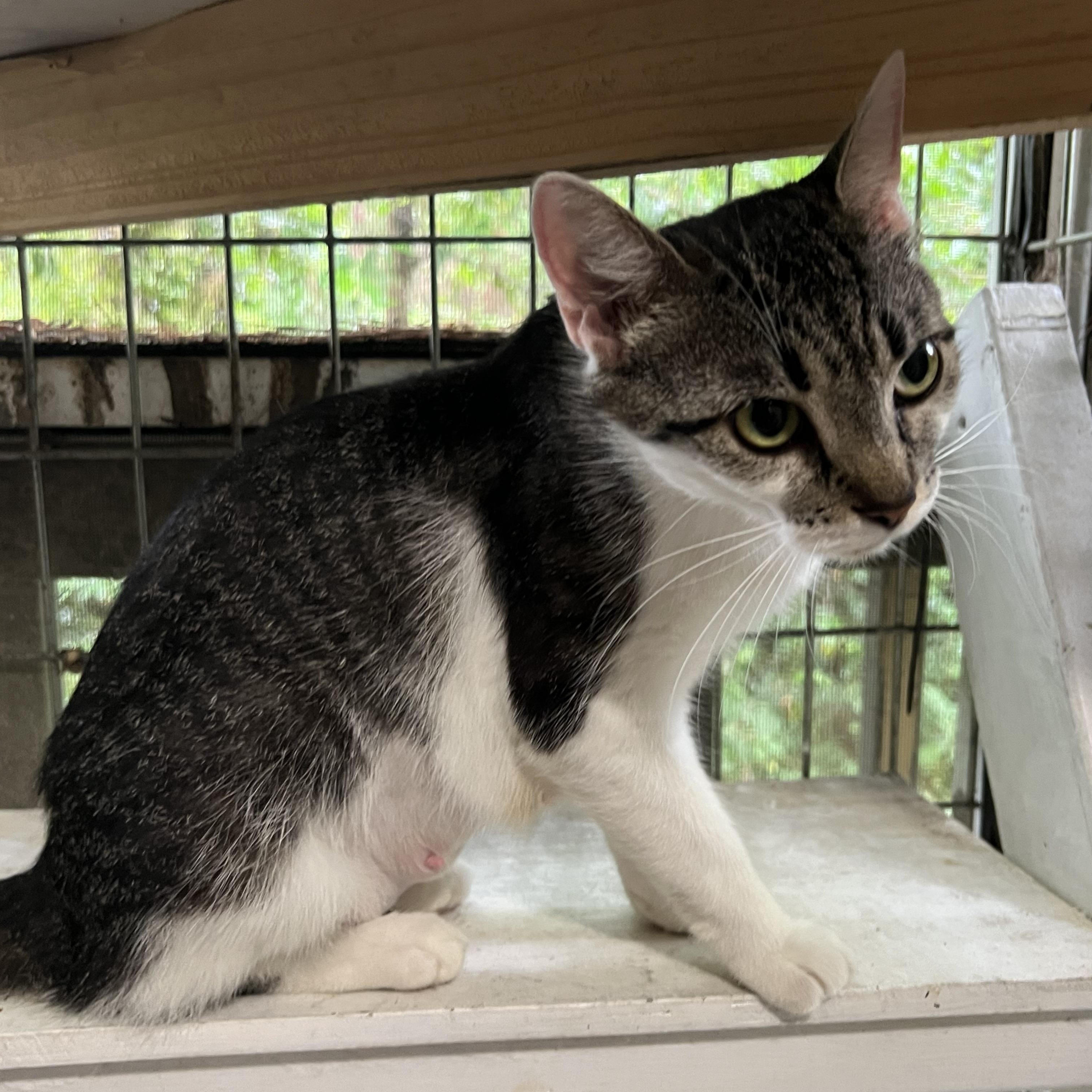 Enlarge Clover, a ADOPTABLE American Shorthair in Wilmington, NC image 4/5