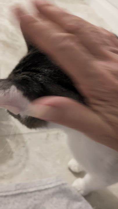 Enlarge Clover, a ADOPTABLE American Shorthair in Wilmington, NC video 5/5
