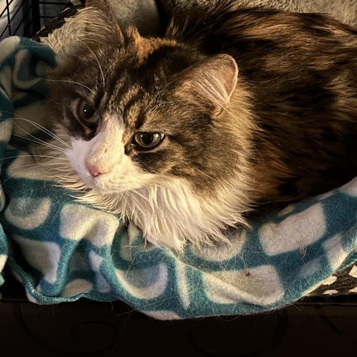 Enlarge Patches, a Adoptable Domestic Long Hair in Johnstown, PA image 1/1