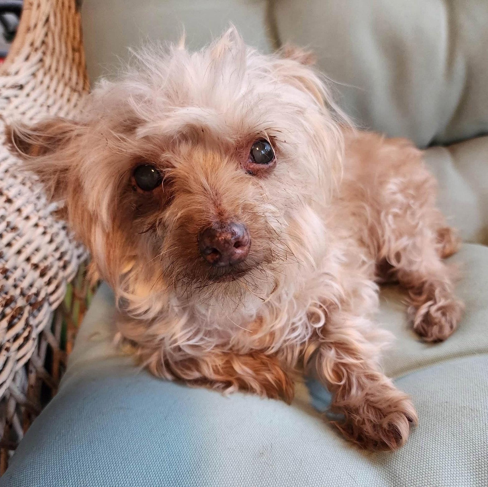 Enlarge MAPLE, a Adoptable Yorkshire Terrier in Southaven, MS image 1/3