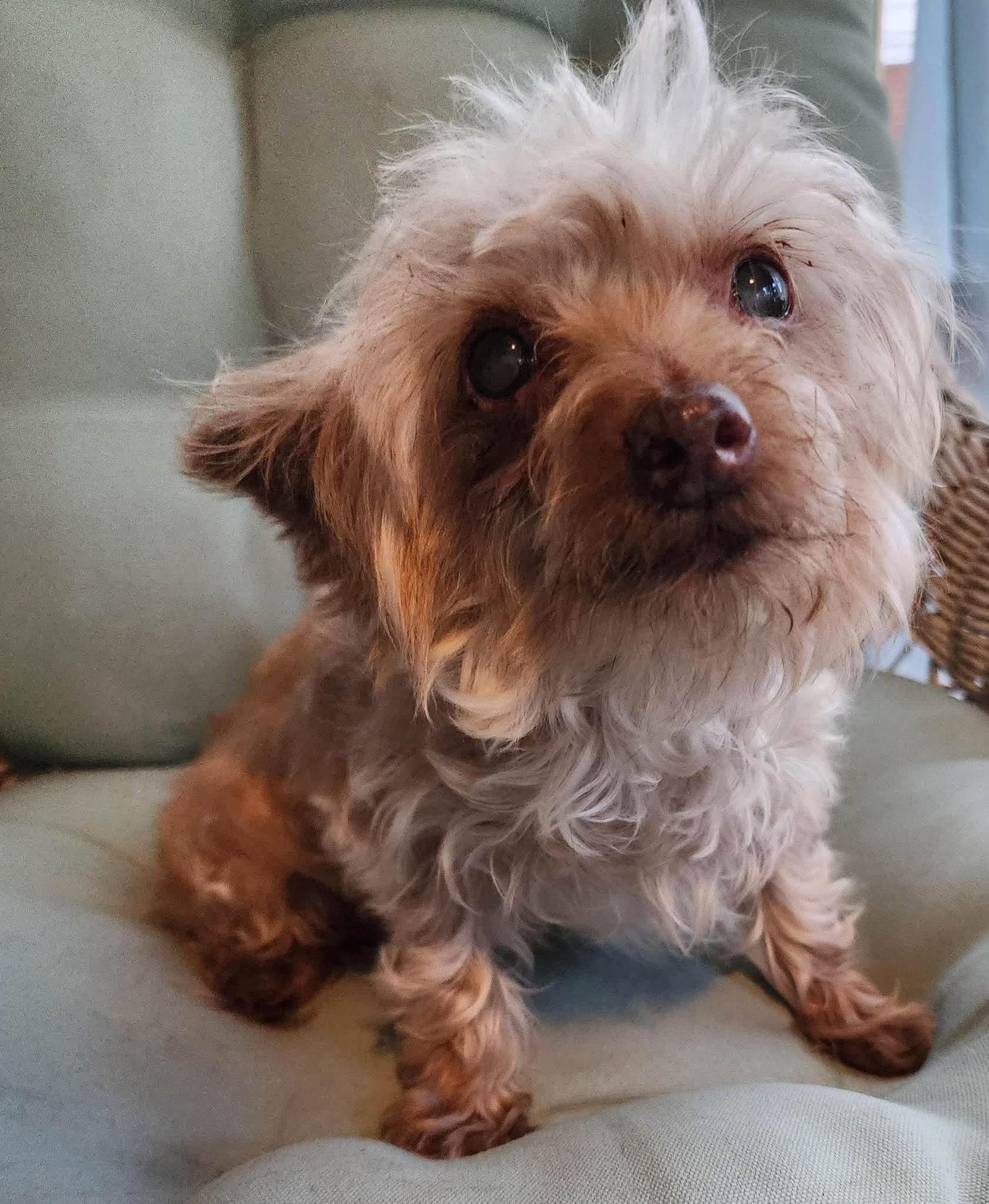 Enlarge MAPLE, a Adoptable Yorkshire Terrier in Southaven, MS image 2/3