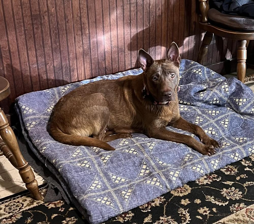 Enlarge Lupita, a Adoptable mixed breed in Amherst, NY image 1/6