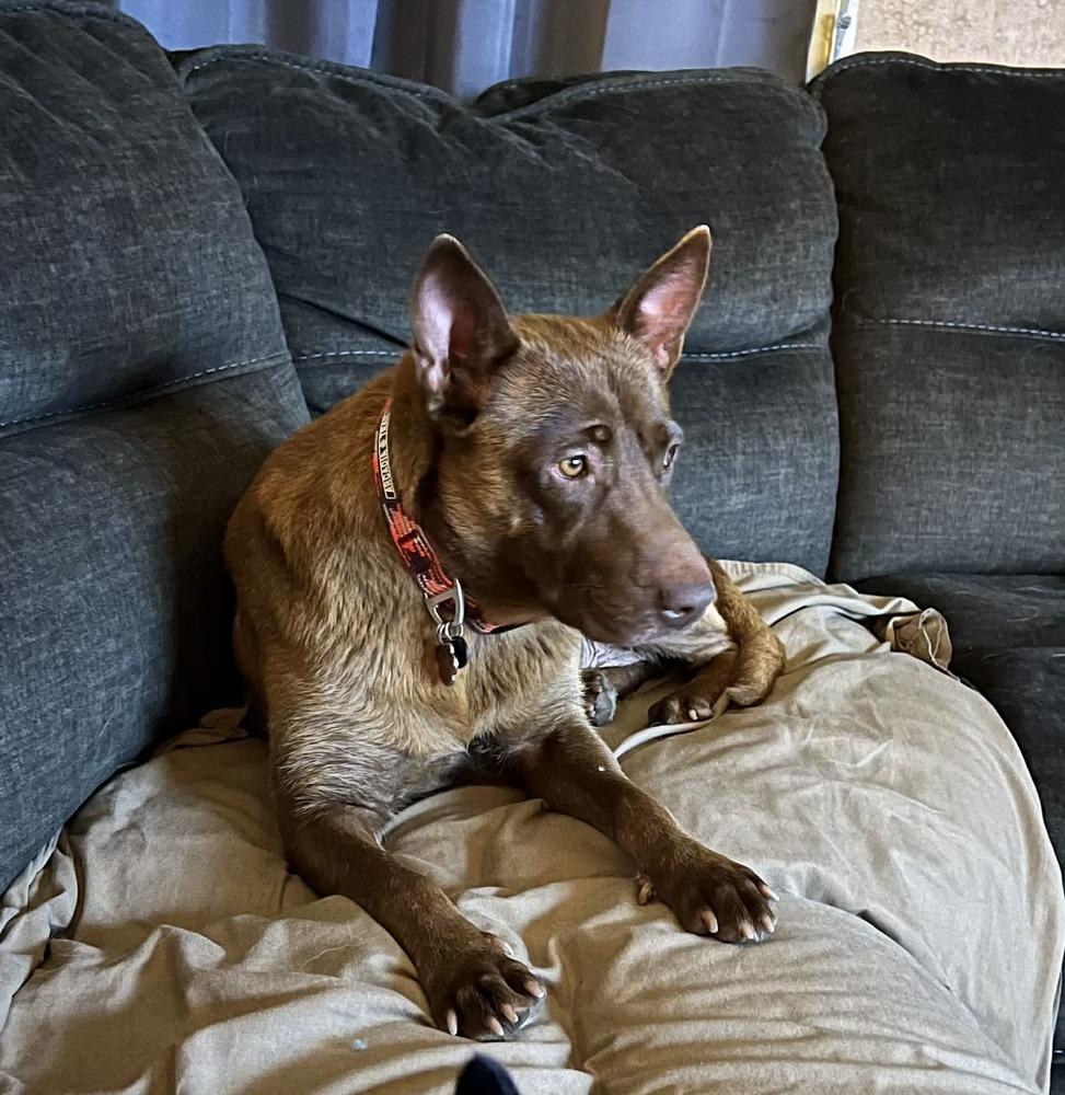 Enlarge Lupita, a Adoptable mixed breed in Amherst, NY image 2/6